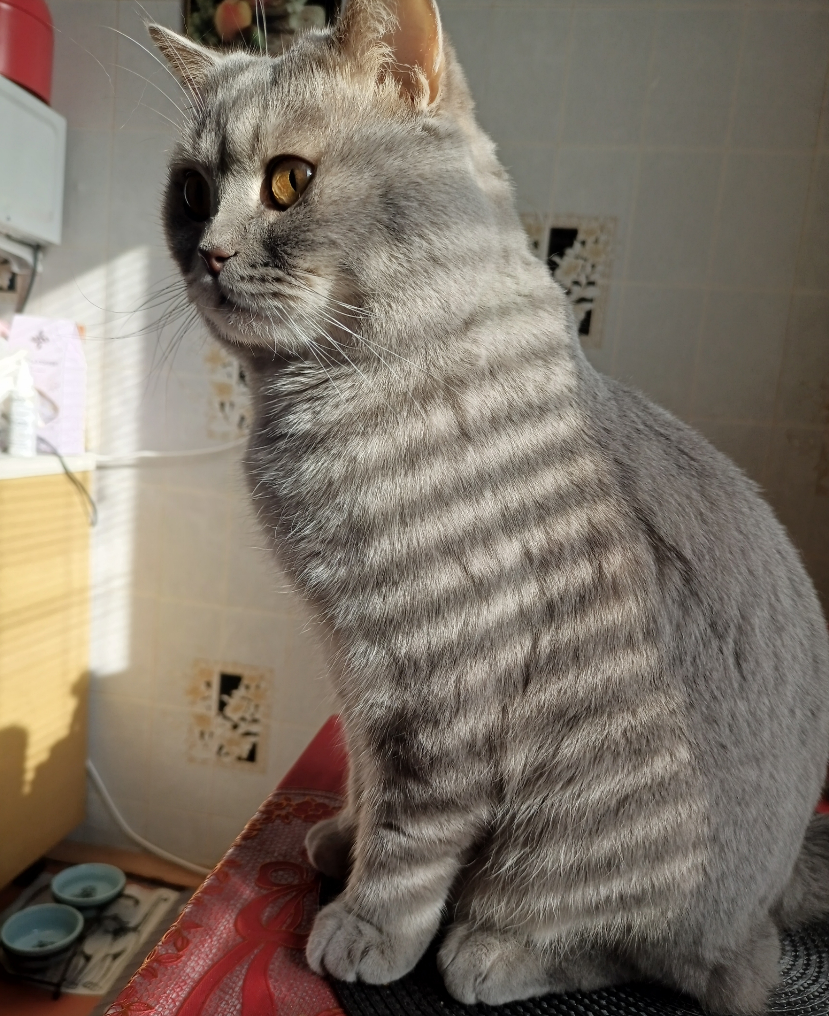 Фото питомца: кот Смоки ждет вкусняшек