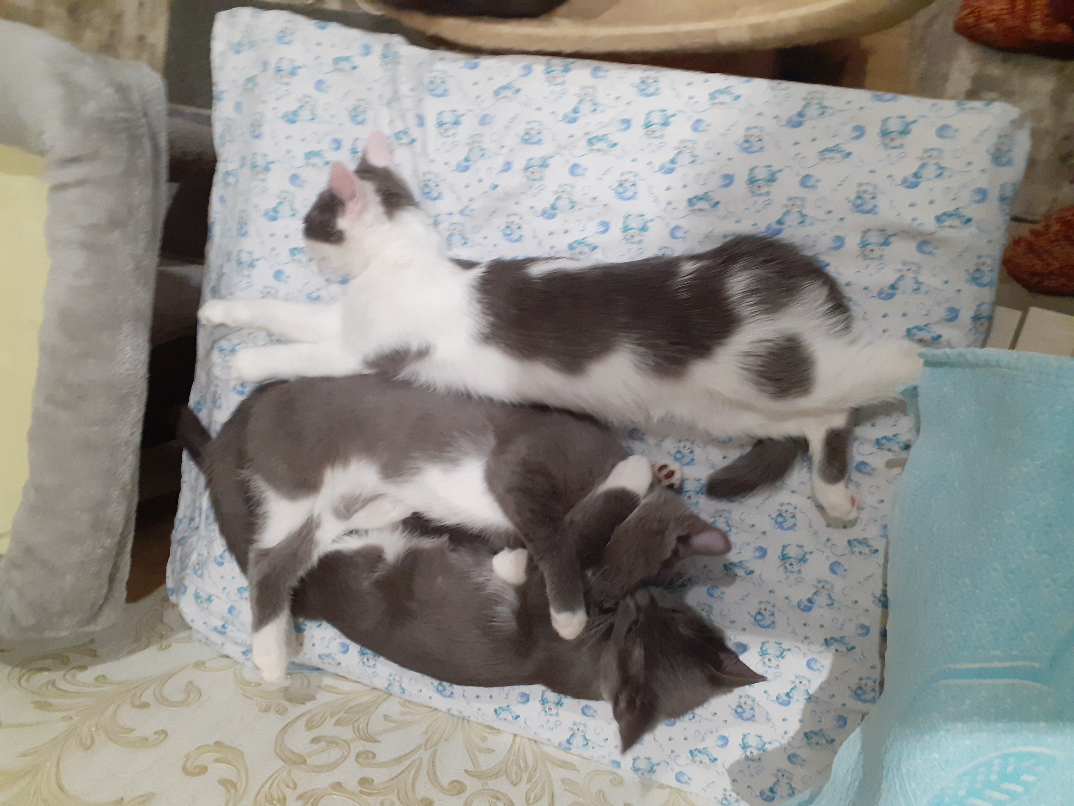 Фото питомцев: три кота спят на подушке