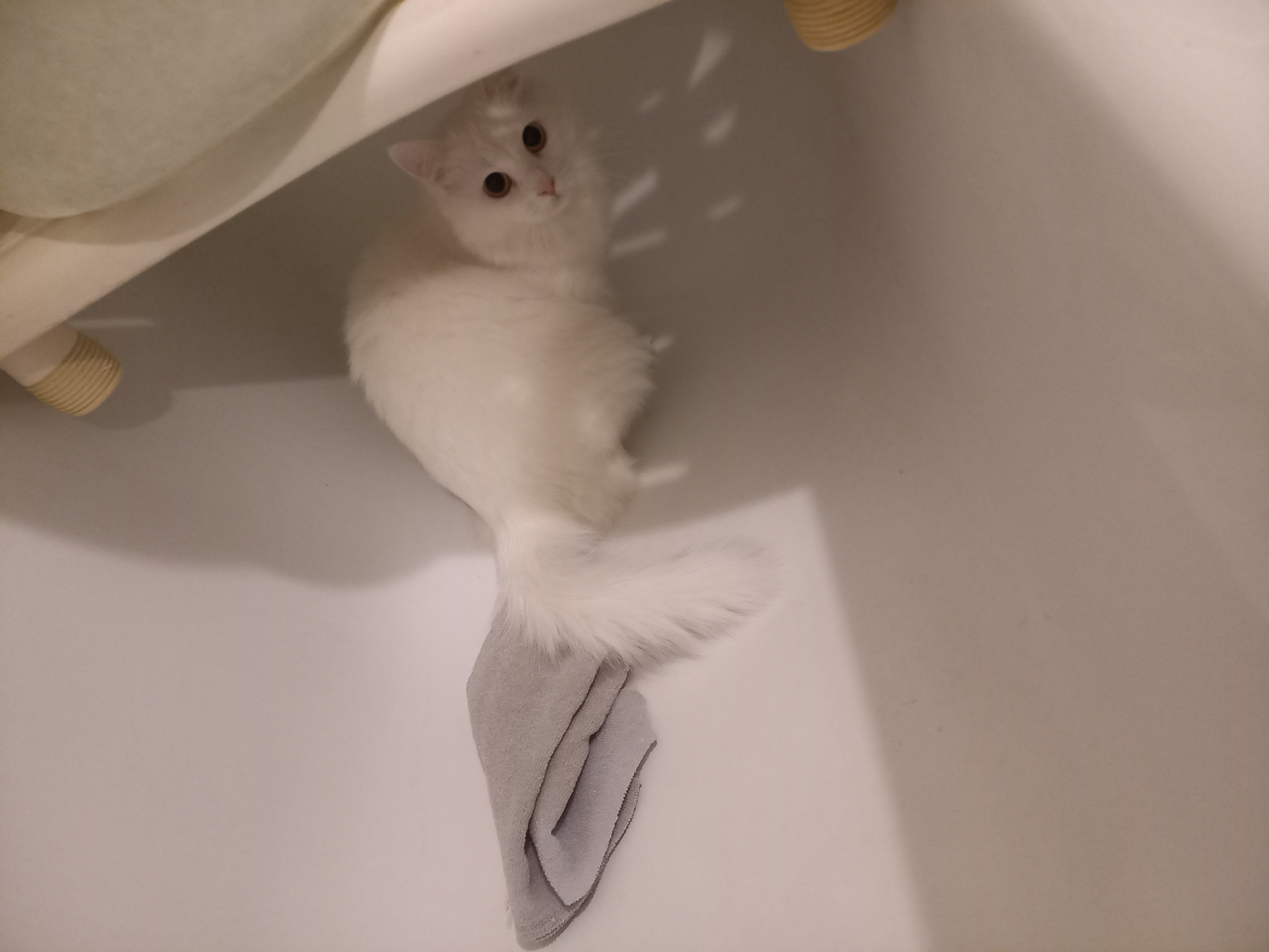 Фото питомца: белая кошка Василиса сидит в белой ванне