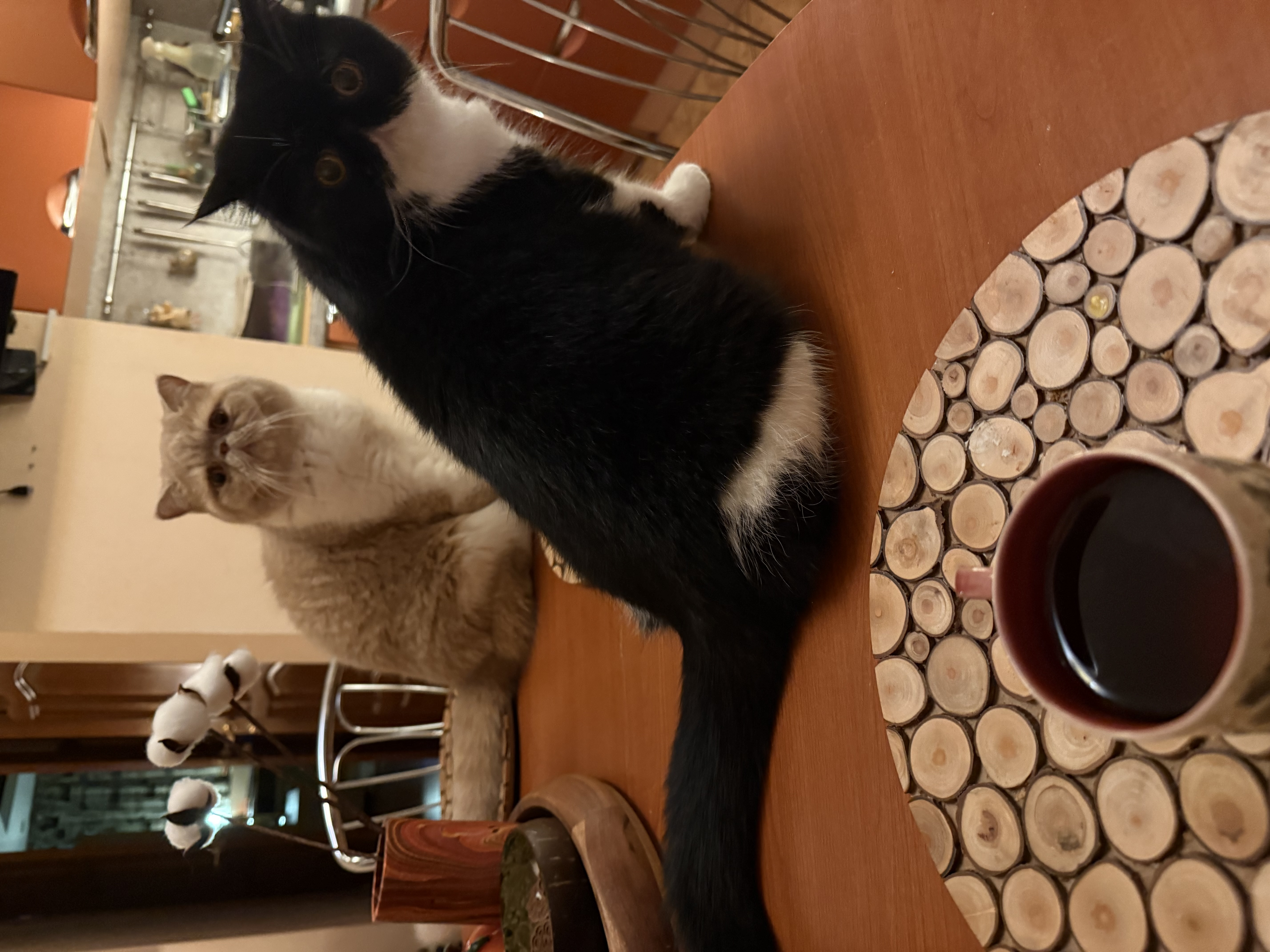 Фото питомцев: кот Этьен и кошка Кармеша сидят на столе