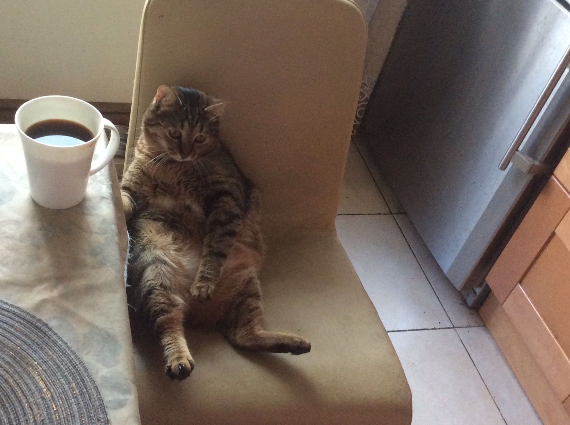 Фото питомца: за утренним кофе кот Горо предпочитает только хорошие новости