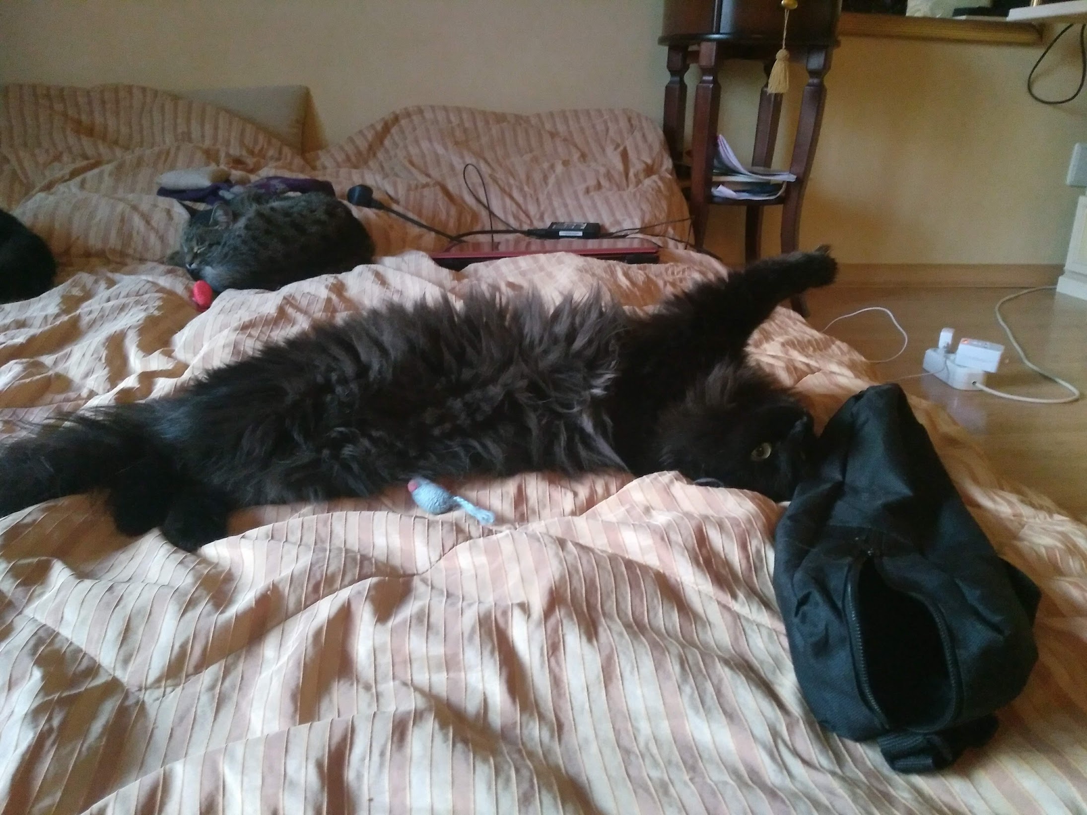 Фото питомцев: кошки и собаки