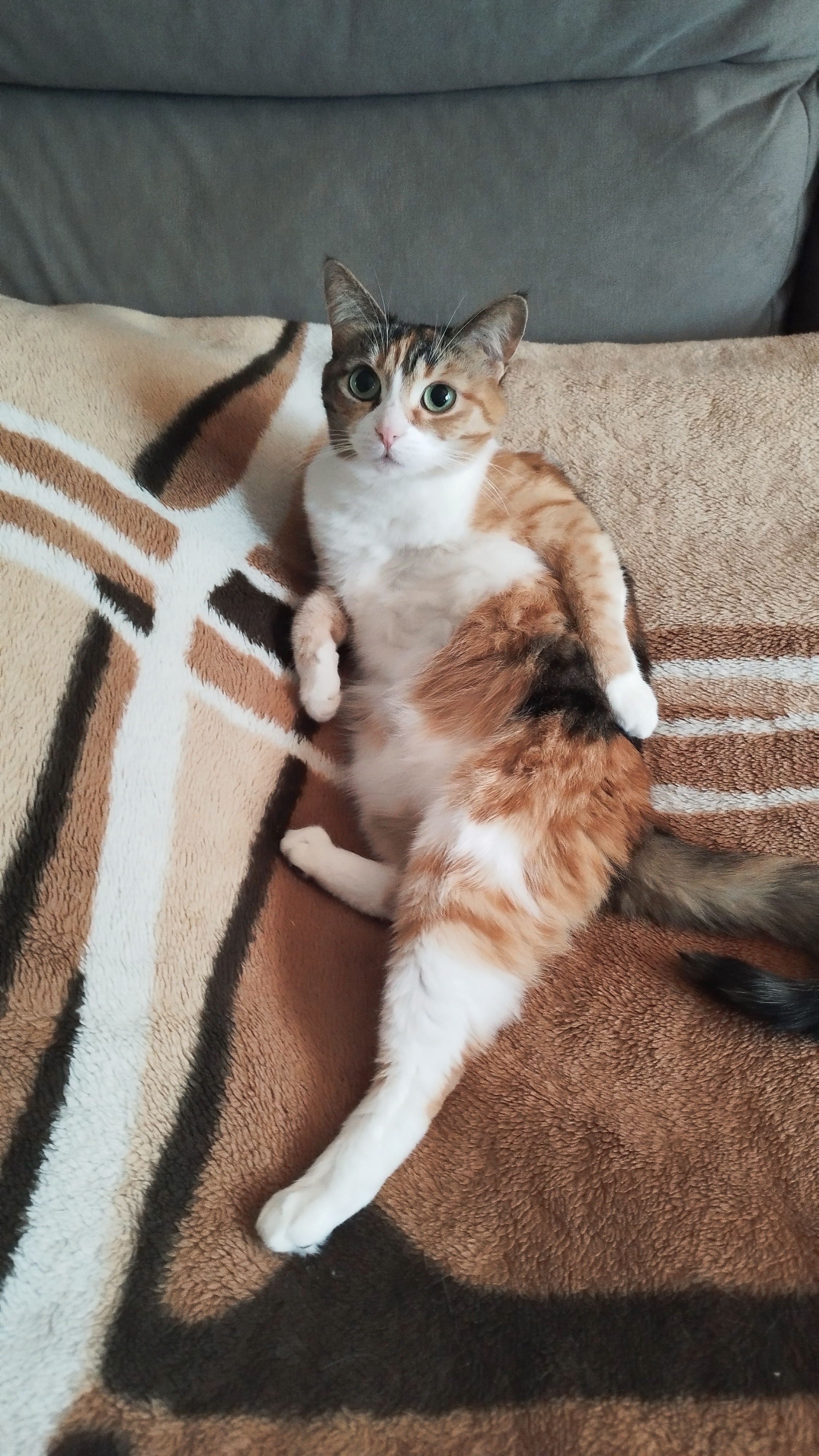 Фото питомца: кошка Боня лежит на кровати