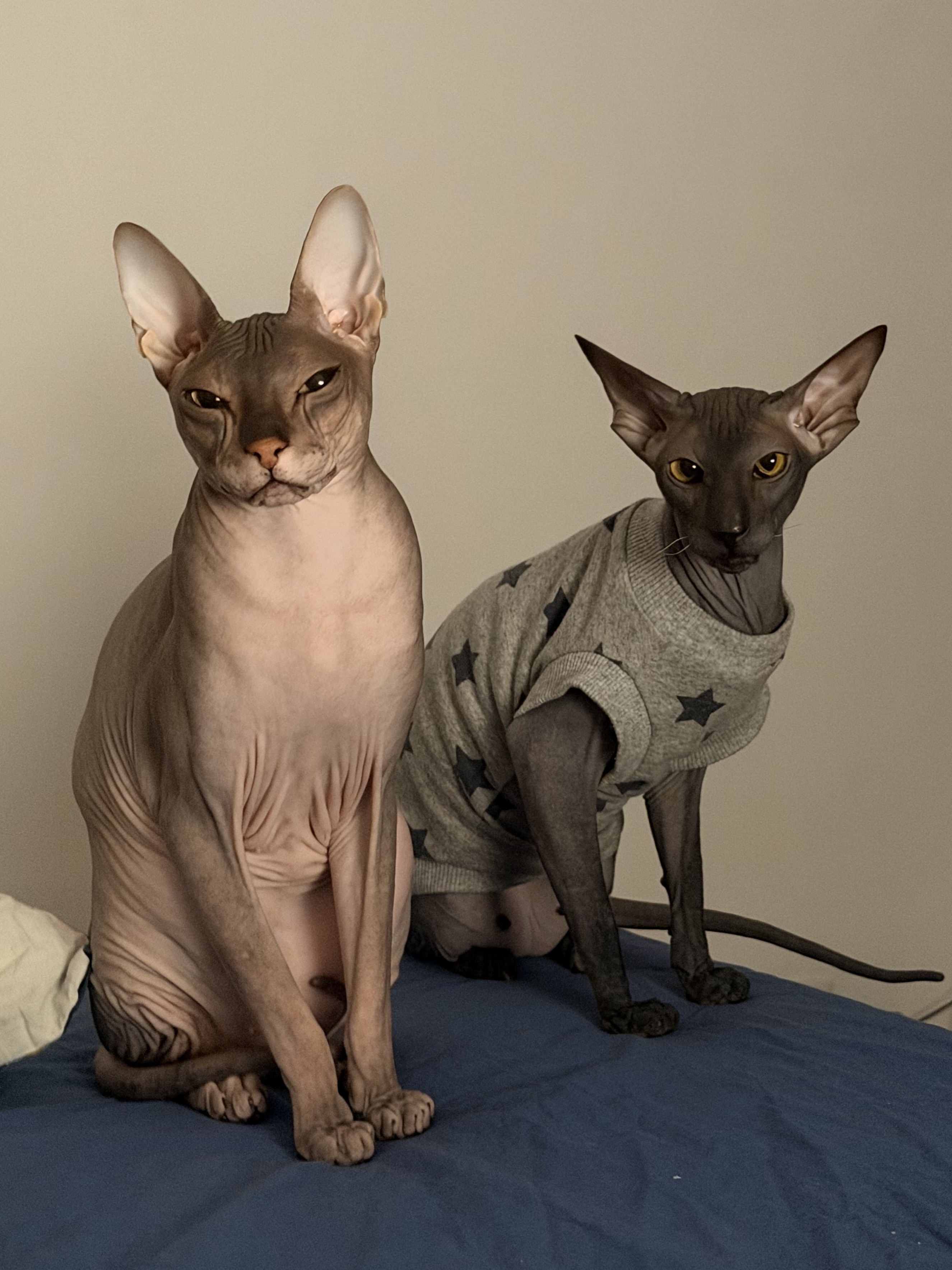 Фото питомцев: сфинксы Энцо и Комар передают привет