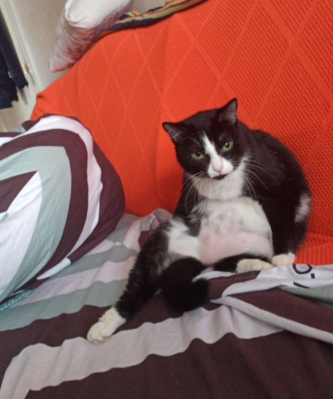 Фото питомца: кошка Кнопенция Фридриховна расслабляется