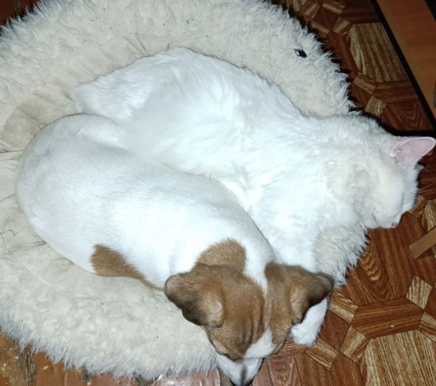 Фото питомцев: пес Вениамин спит рядом с котом