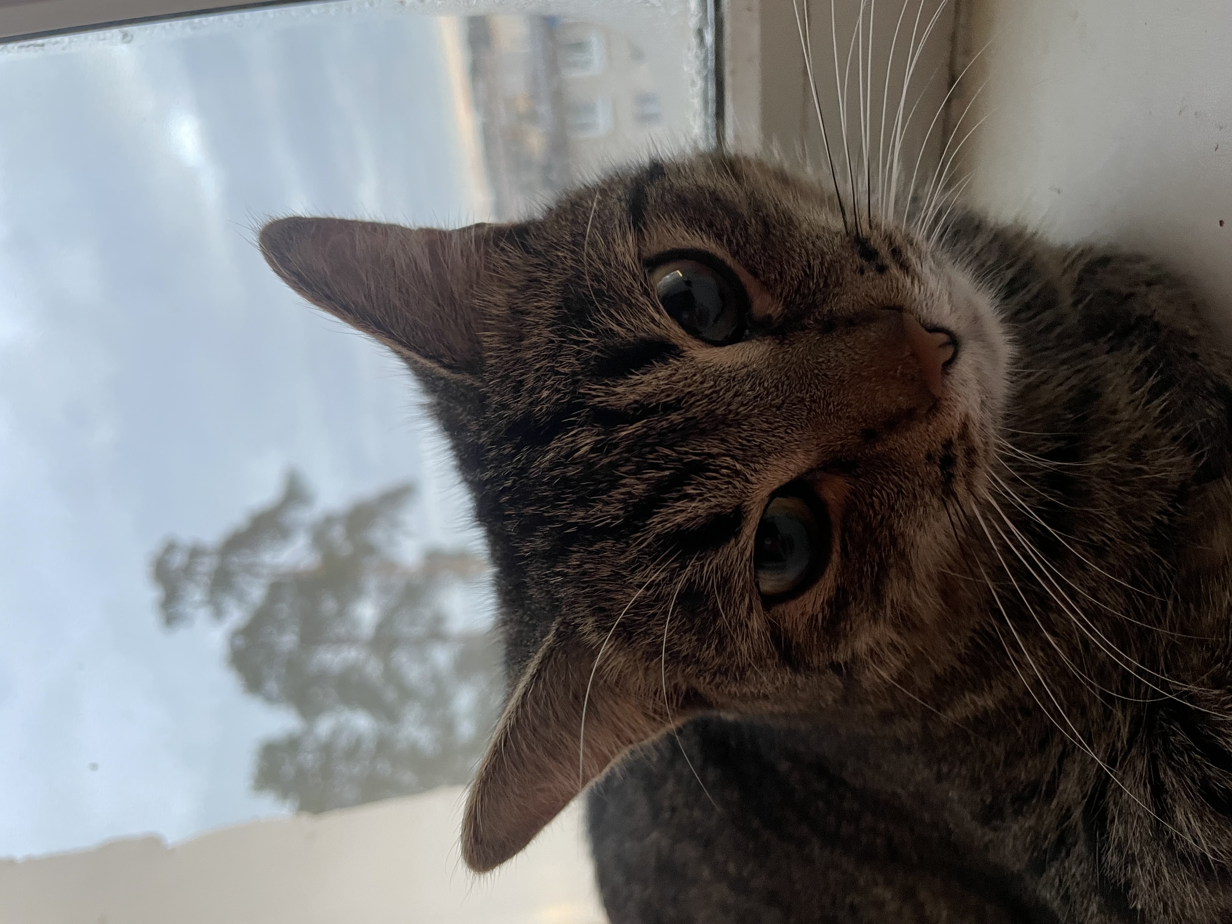 Фото питомца: кот Капитоша лежит на подоконнике