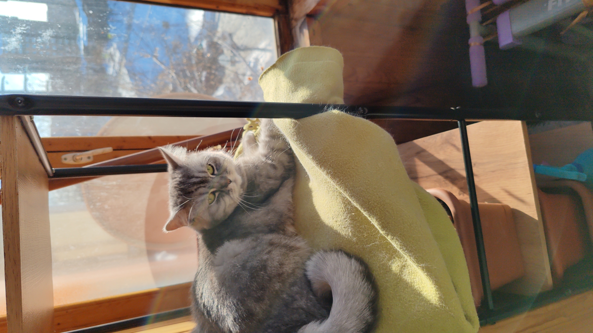 Фото питомца: кошка Манюся гуляет на балконе