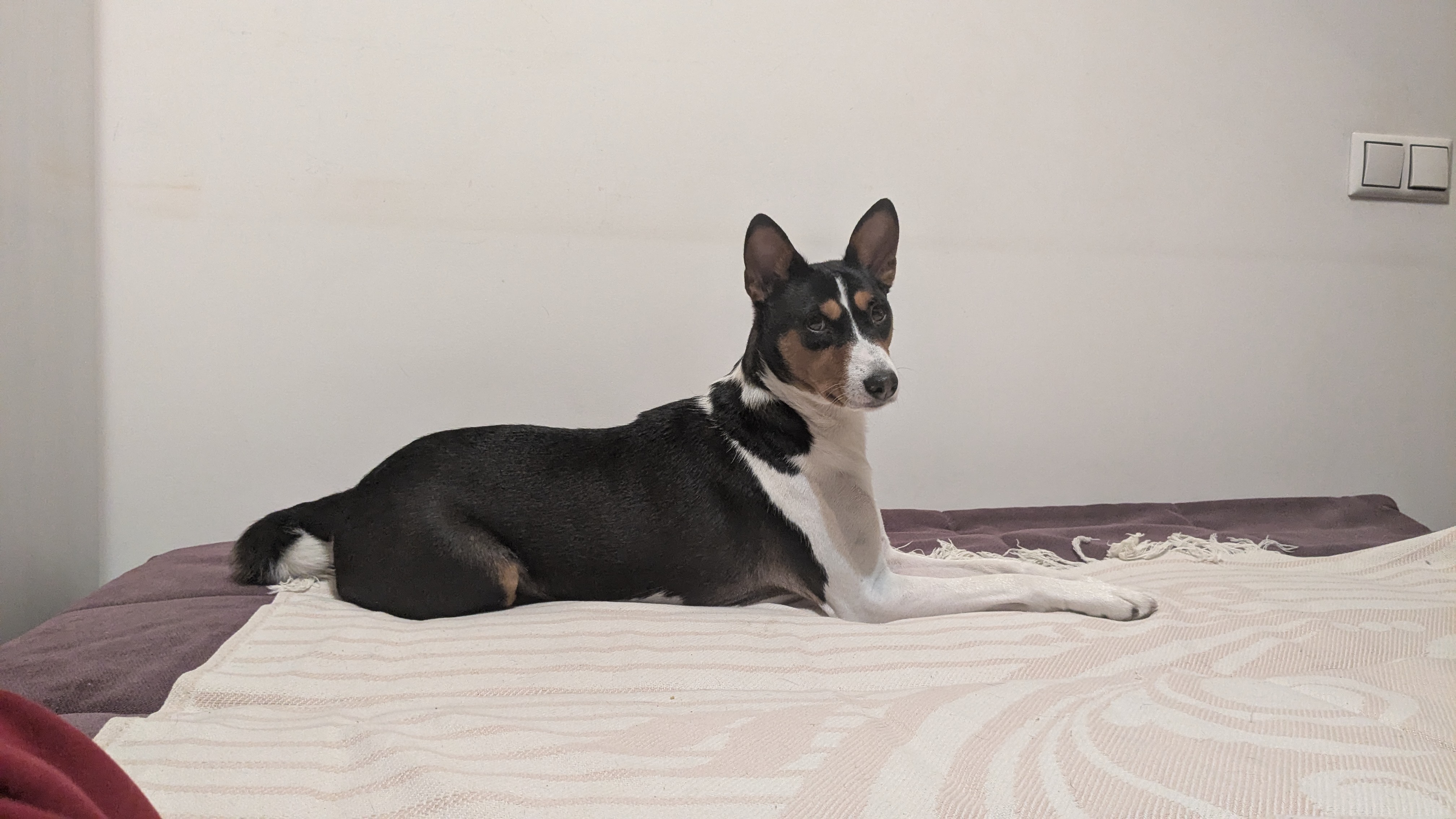 Фото питомца: пес Бостон становится хозяином квартиры на зимний сезон и занимает все диваны