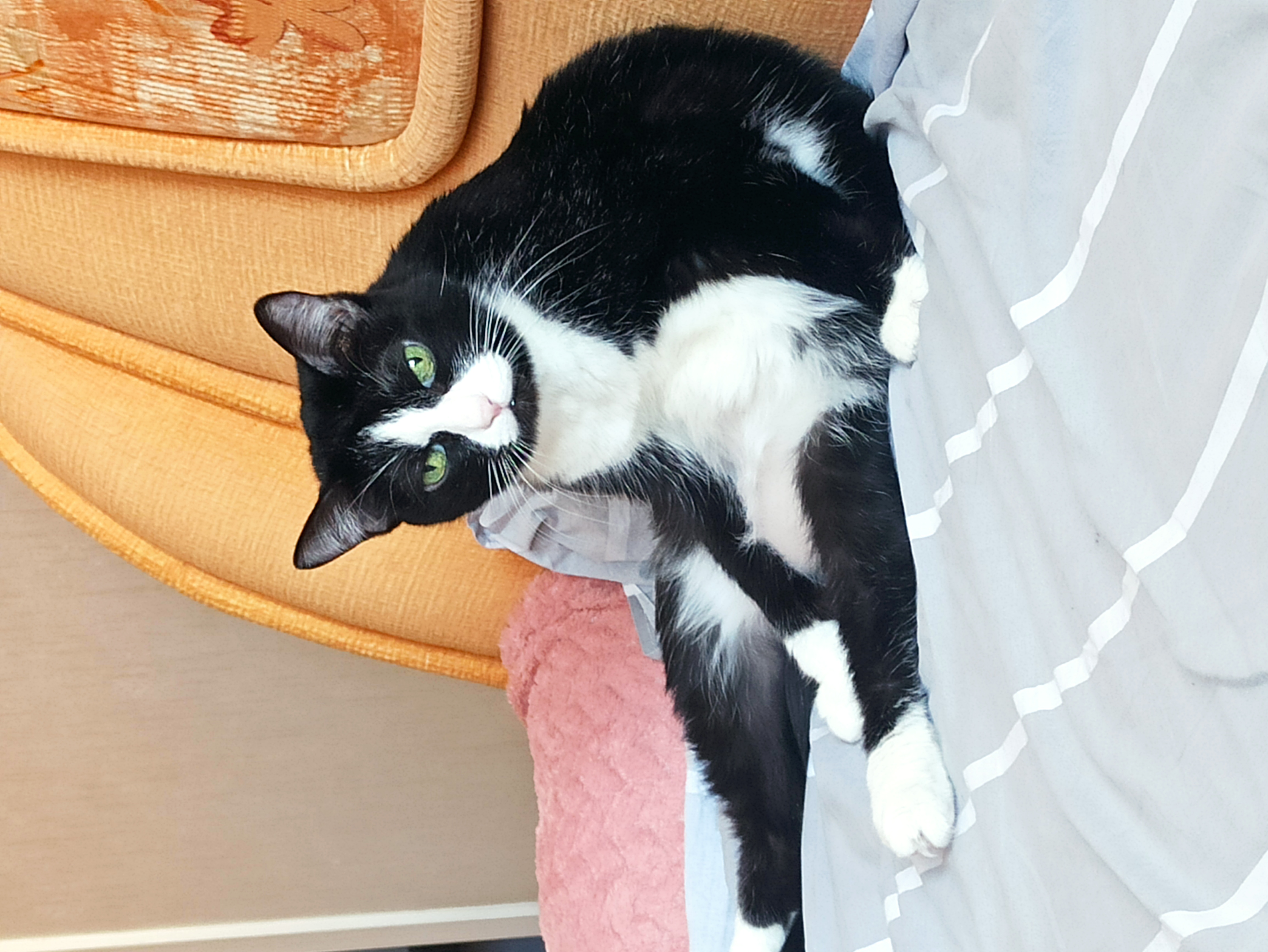 Фото питомца: кошка Кнопка отдыхает после тяжелого дня