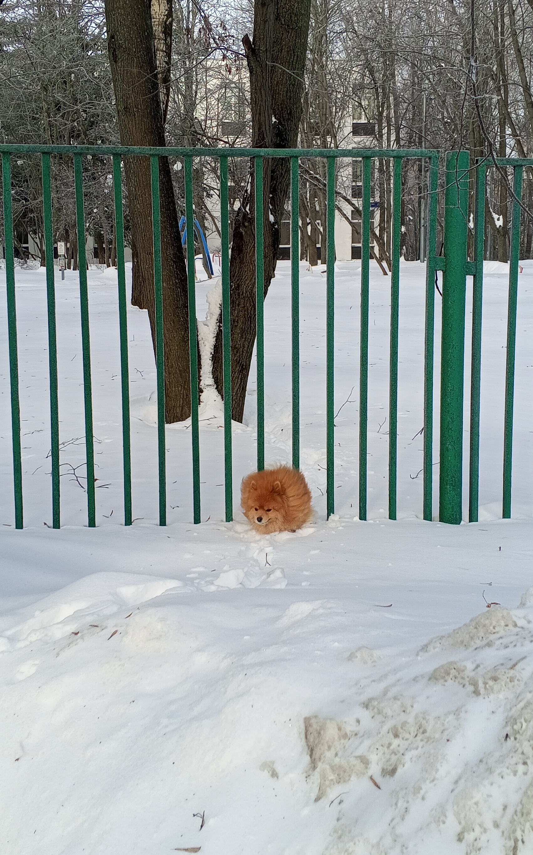 Фото питомца: шпиц Лисик на охоте