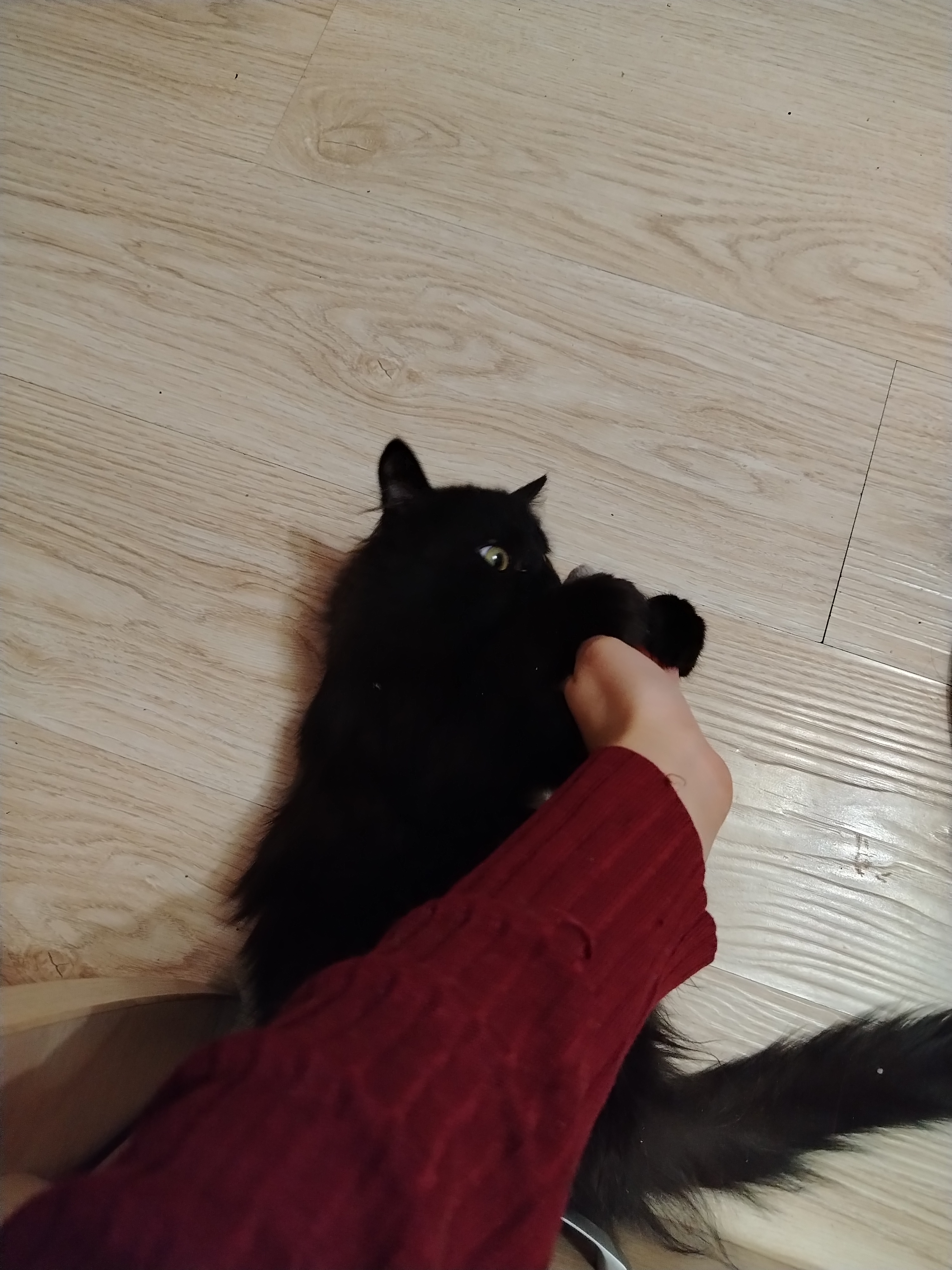 Фото питомца: кошка Клео обхватила свою добычу