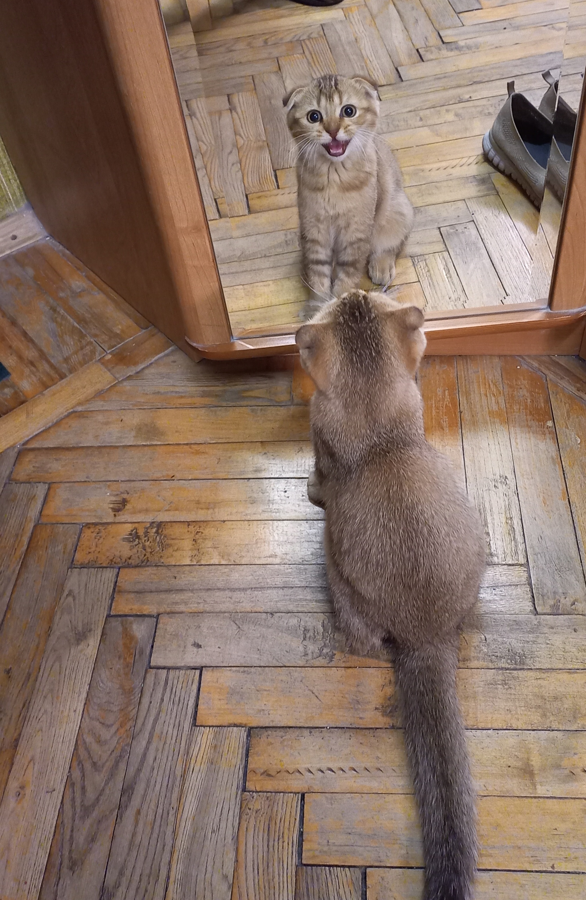 Фото питомца: кот Марс не узнал себя в зеркале