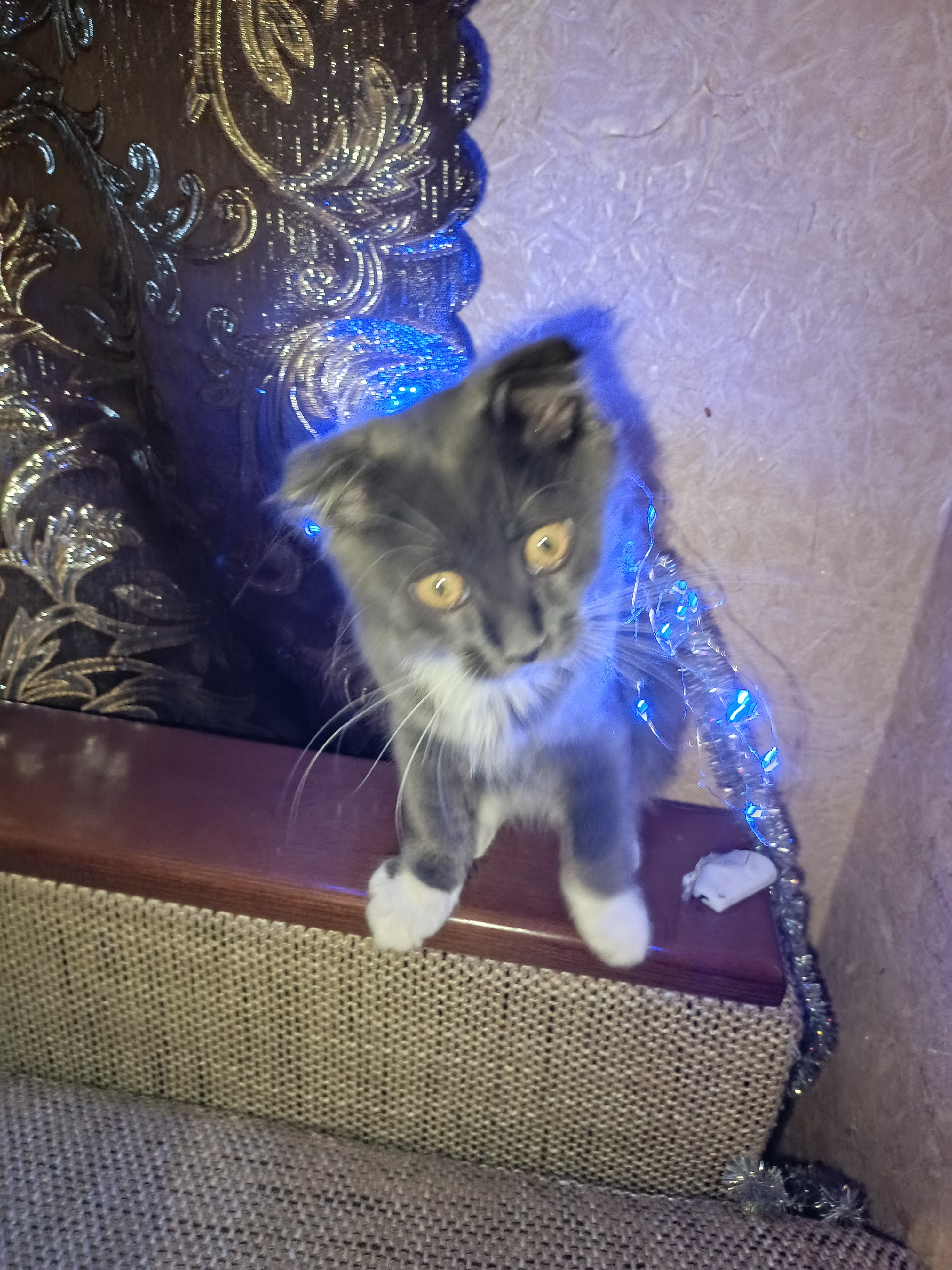 Фото питомца: кошка Мия балуется