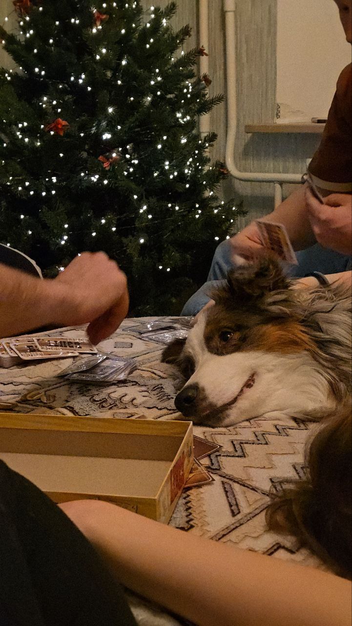 Год щенку — первый рубеж пройден: что мы поняли и не поняли про себя, собаку и эту жизнь