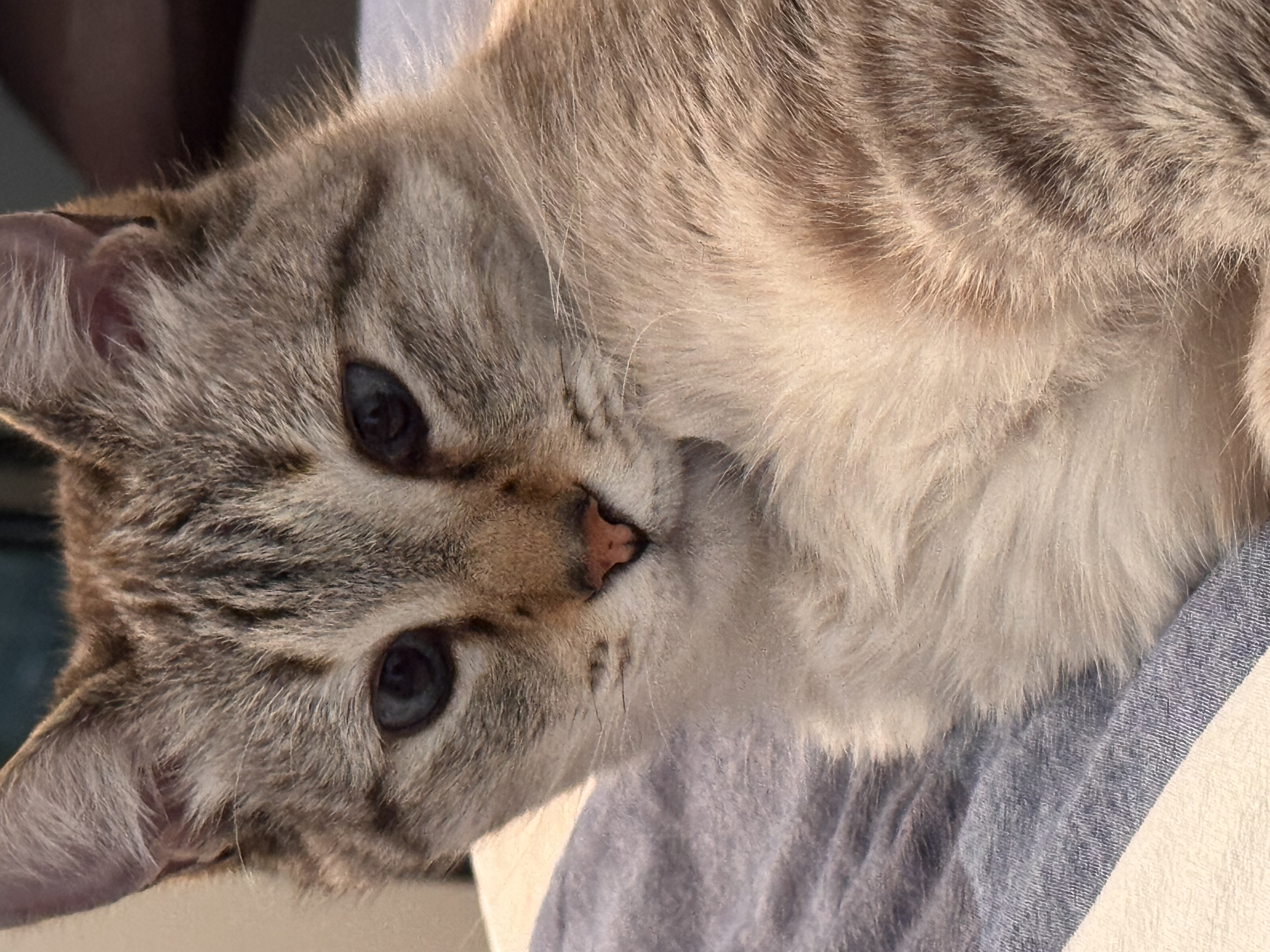 Фото питомца: кошка Дэнди поспала днем и теперь не понимает, какой сейчас год