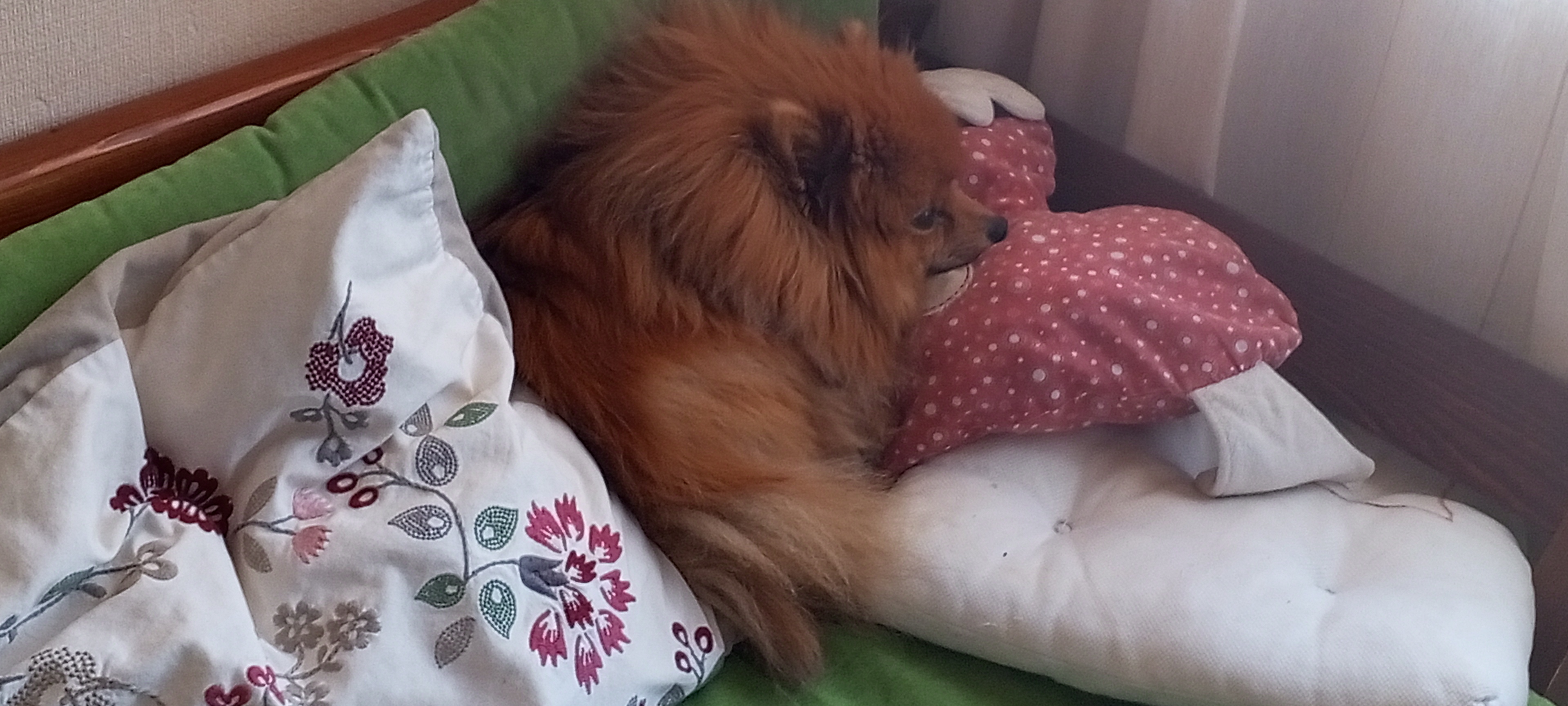 Фото питомца: шпиц Лисик желает доброго утра