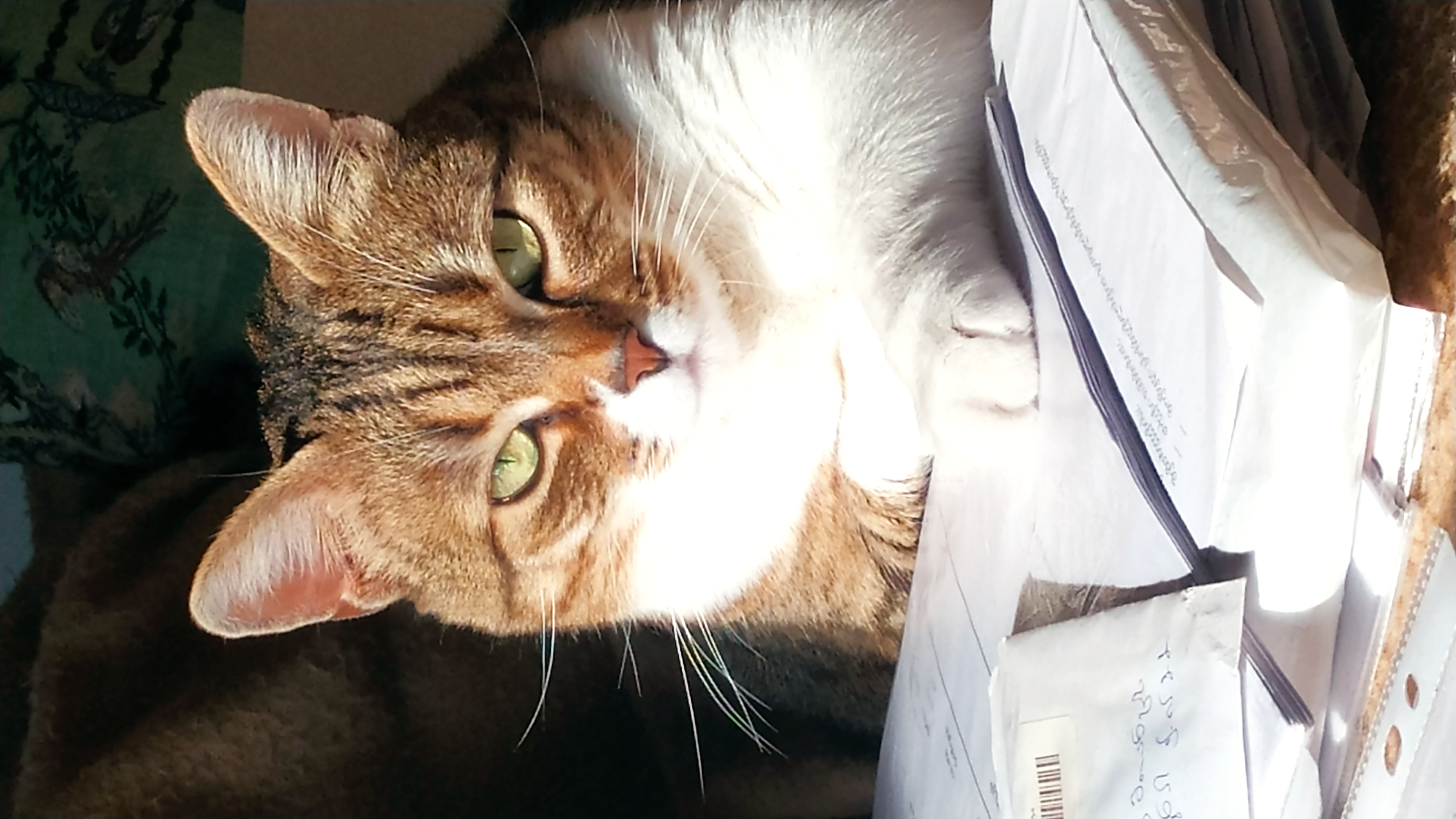 Фото питомца: кошка Алиса наслаждается жизнью