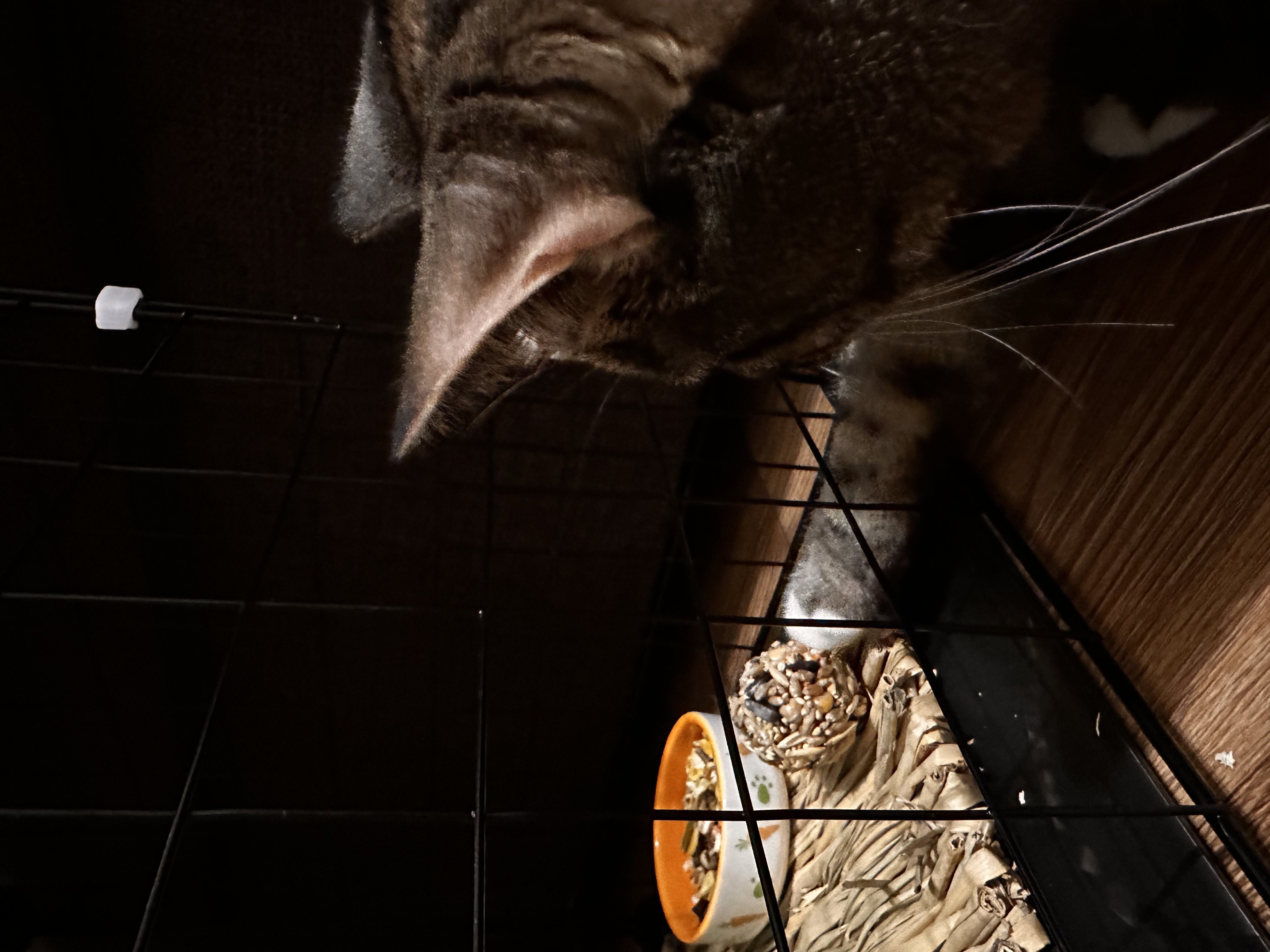 Фото питомца: кошка Шерри ворует лакомство у кролика