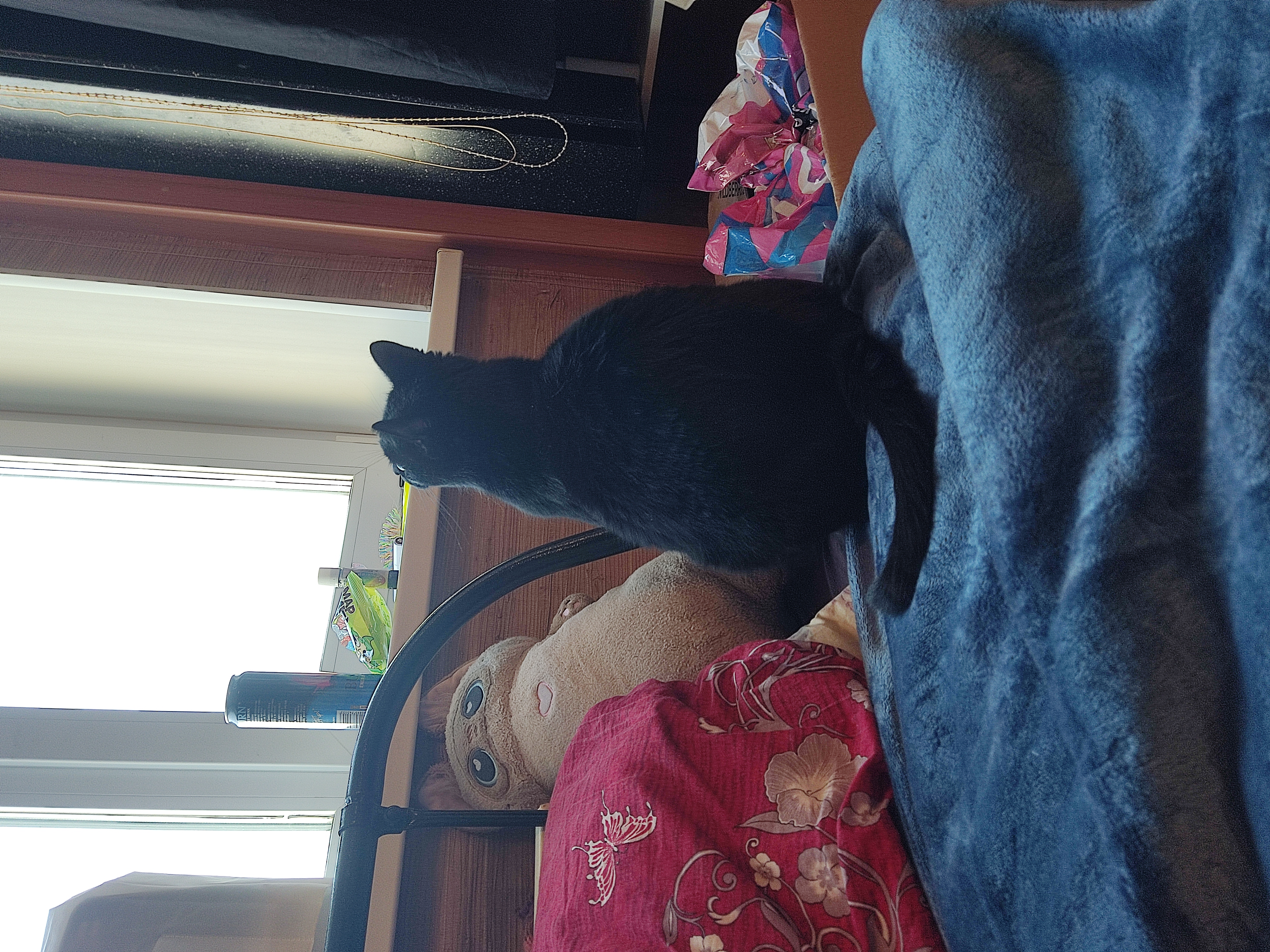 Фото питомца: кот Укропчик что-то увидел в окне