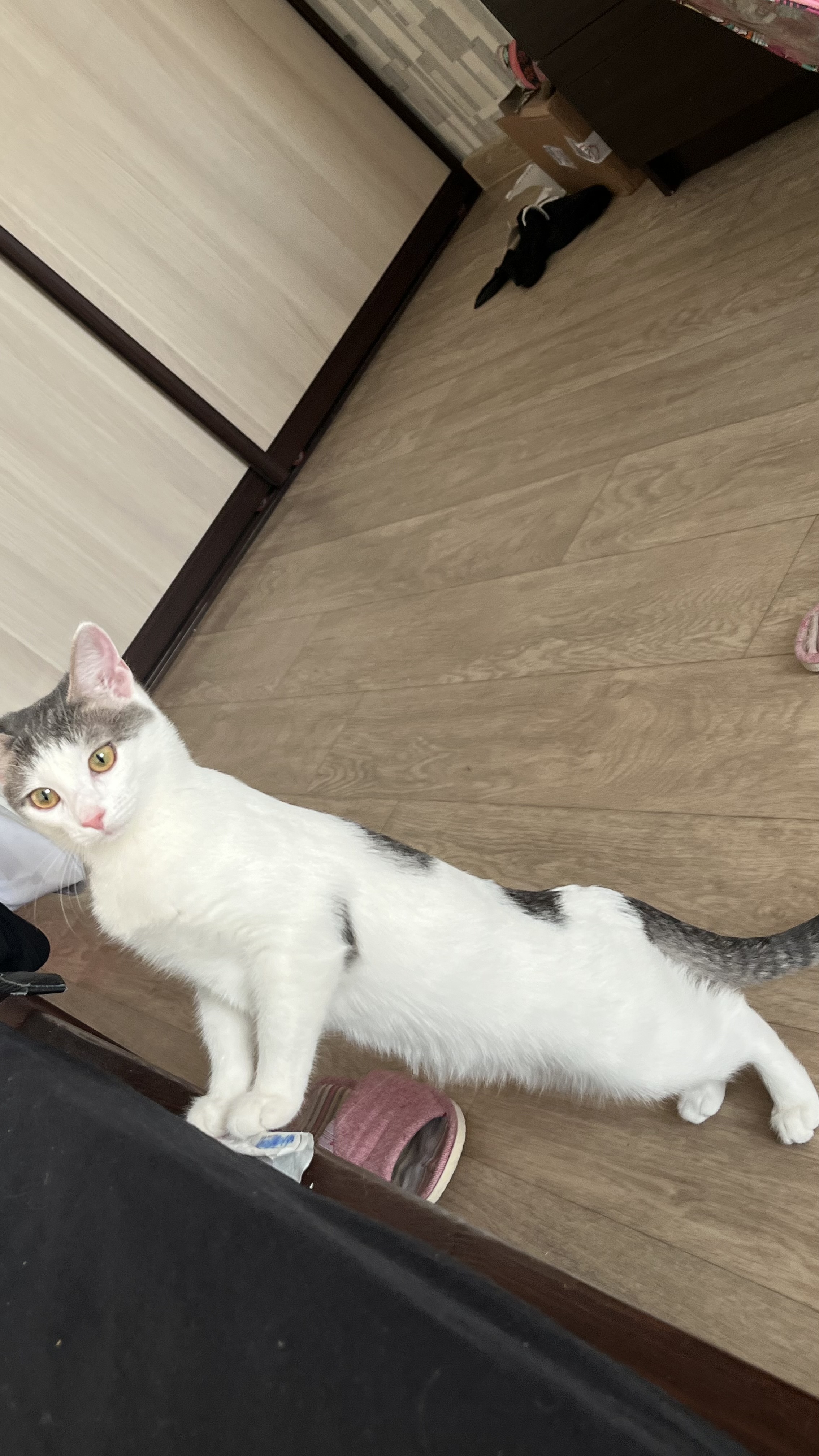 Фото питомца: кошка Муся позирует