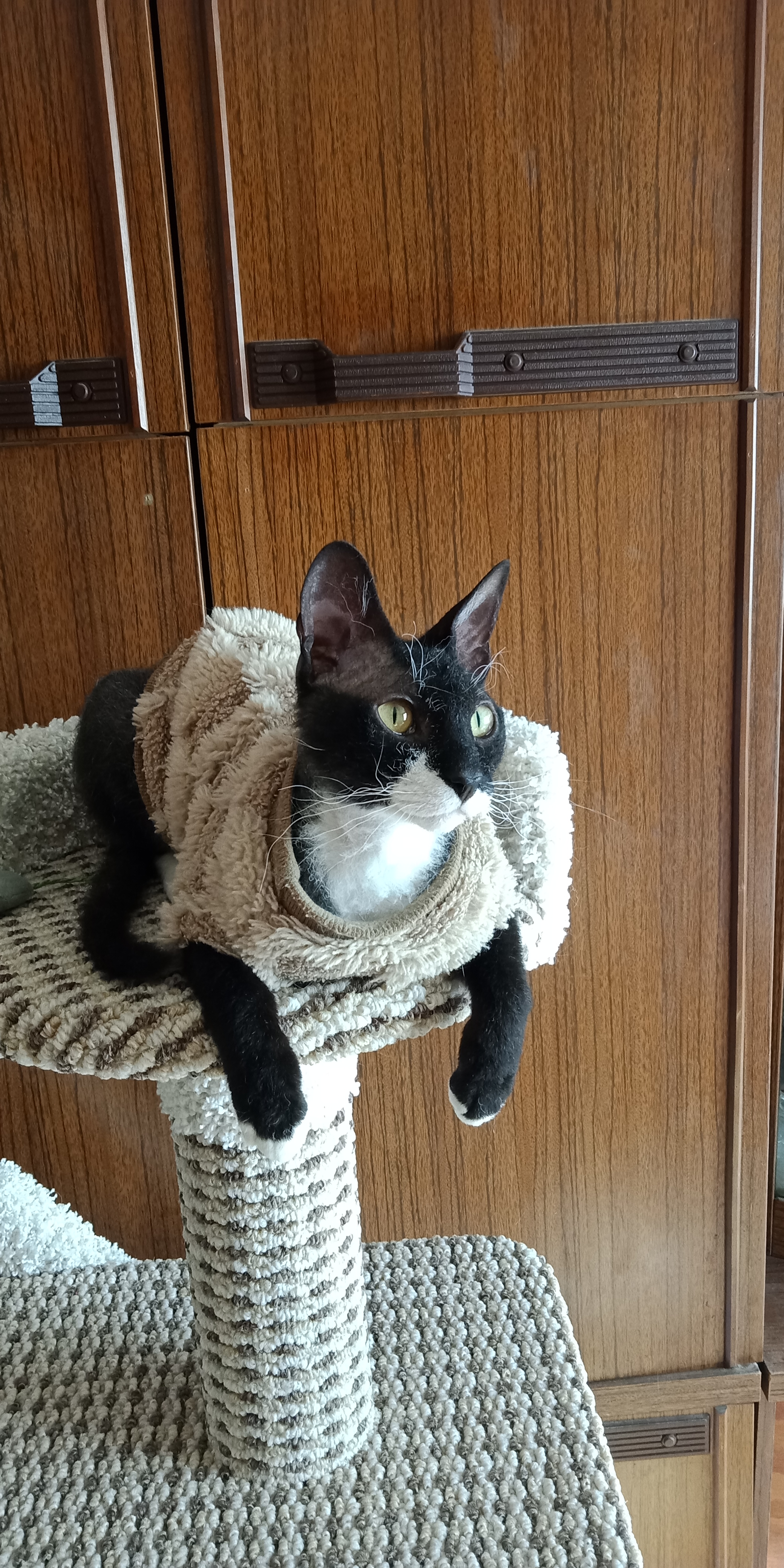 Фото питомца: кот Шорт позирует в модном свитере