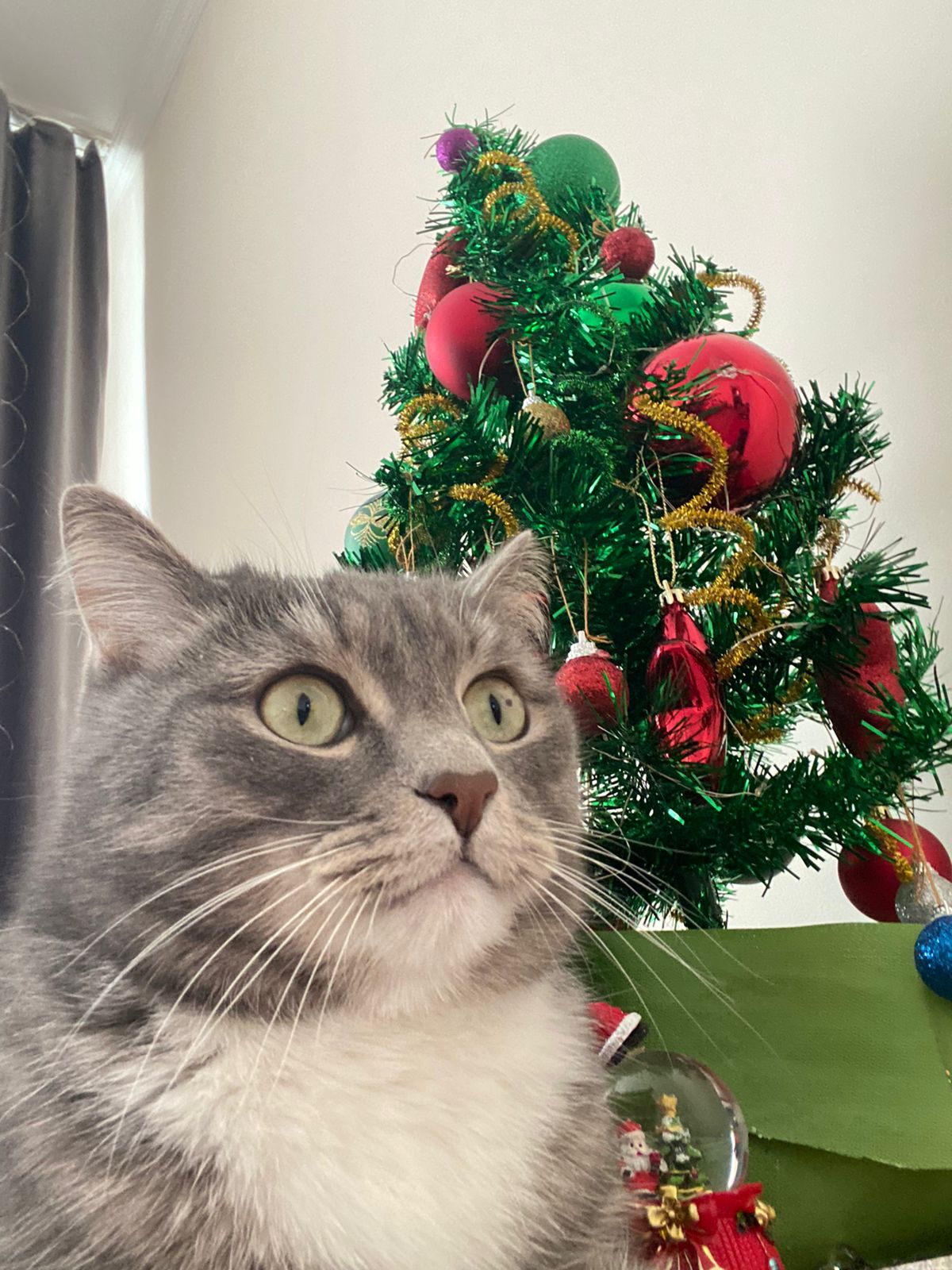 Фото питомца: кот Мурзик поздравляет всех с Новым годом