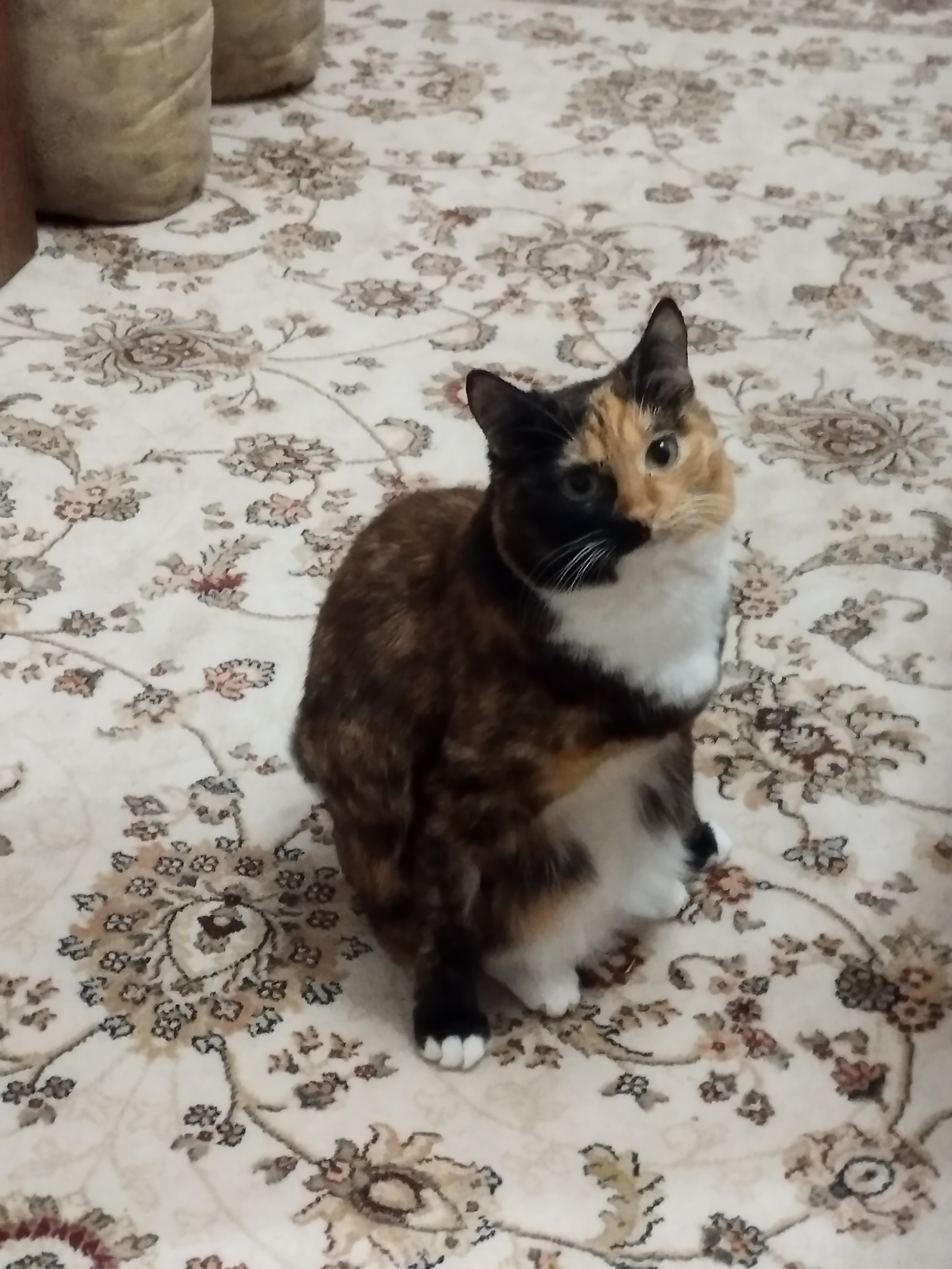 Фото питомца: кошка Шуша сидит и ничего не понимает