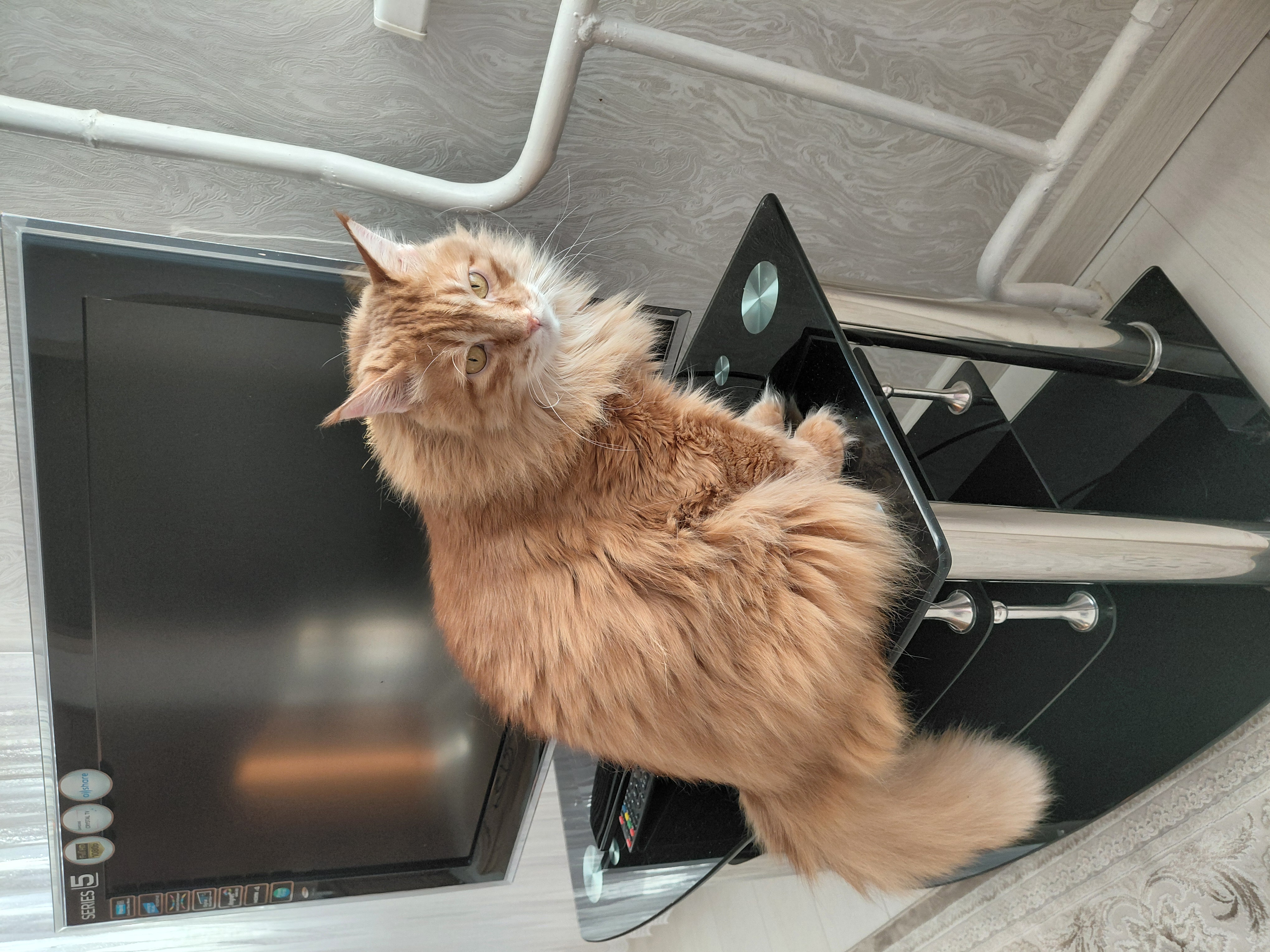 Фото питомца: кошка Маечка сидит у телевизора