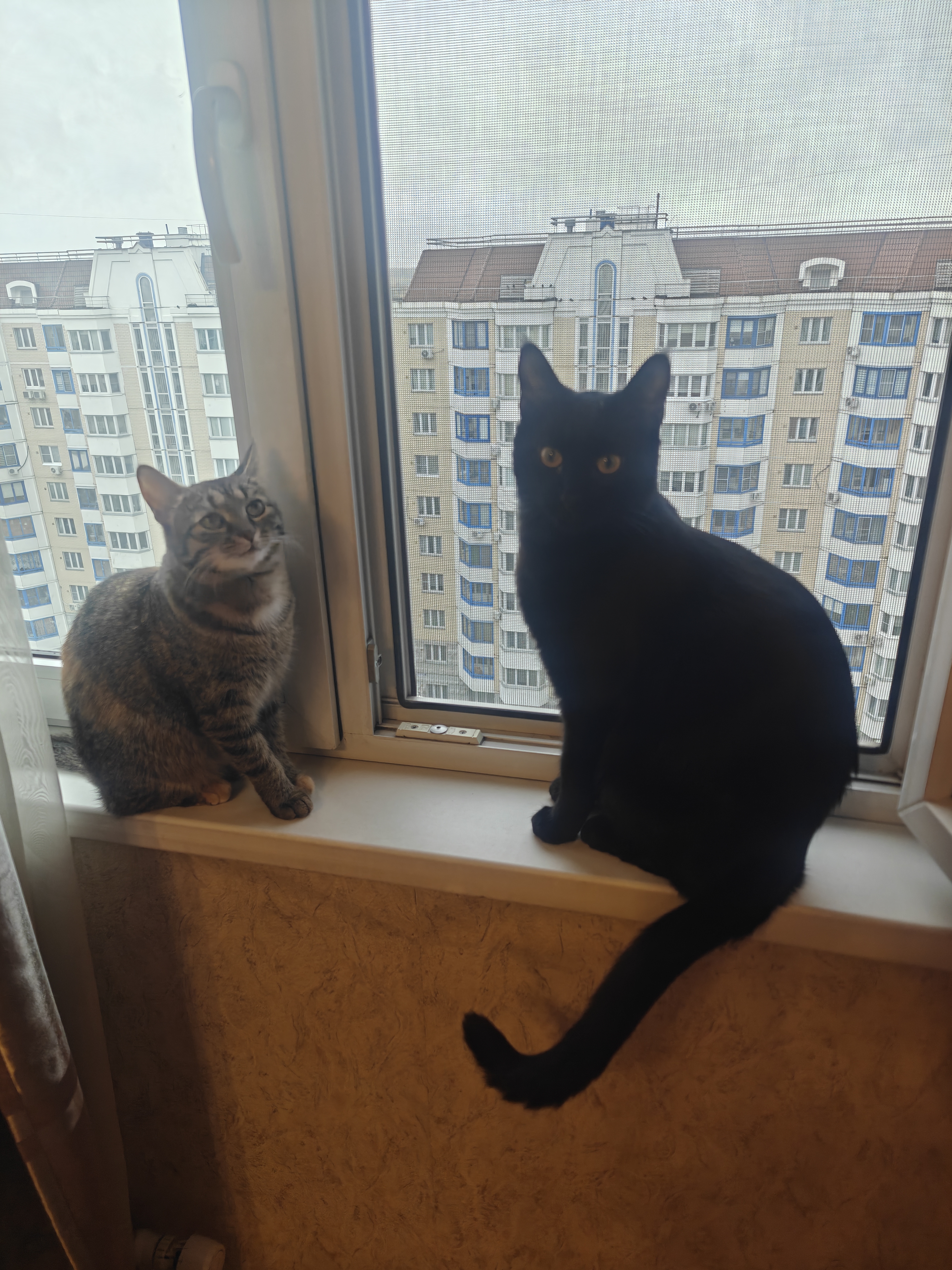 Фото питомцев: кот Дымок и кошка Муся ждут, когда их покормят