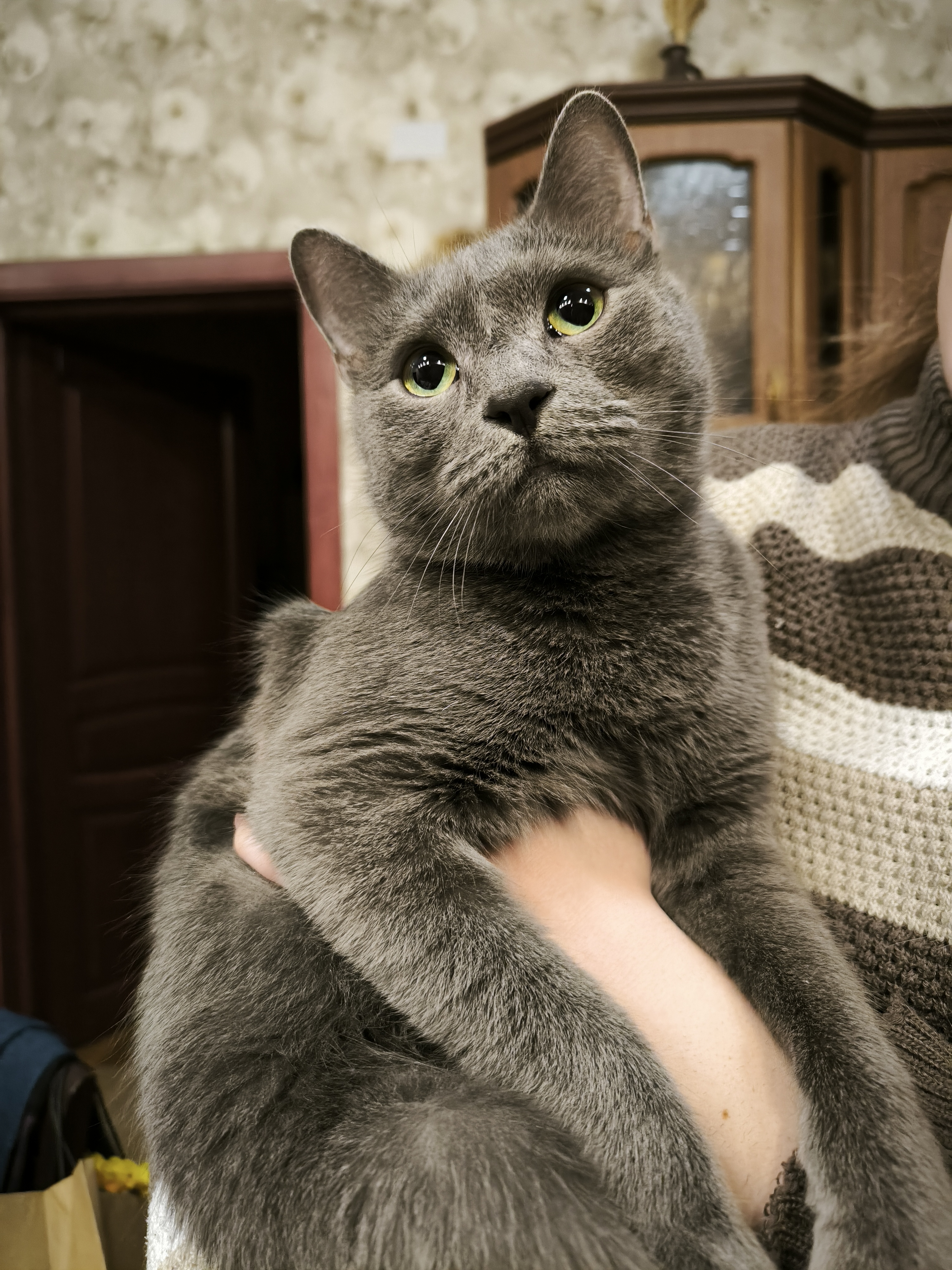 Фото питомцев: кот Смоки и кошка Несси позируют