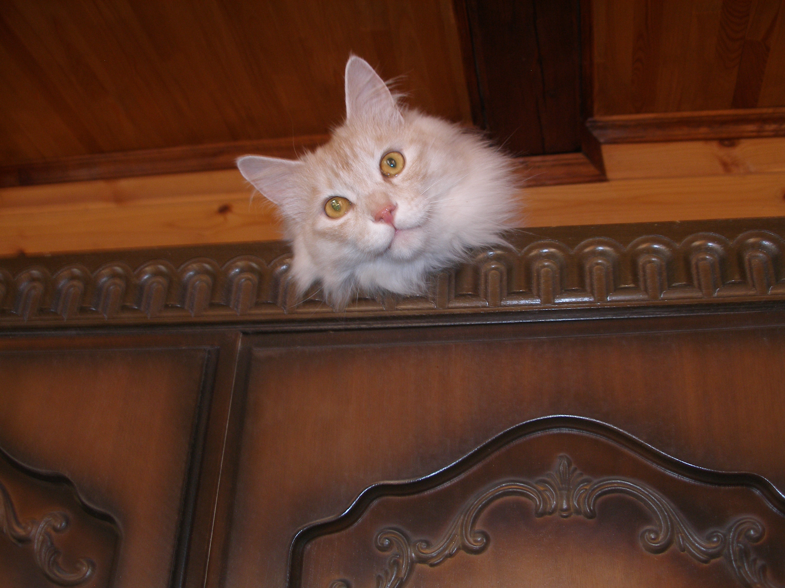 Фото питомцев: курильские бобтейлы Барон и Батон устроились под потолком