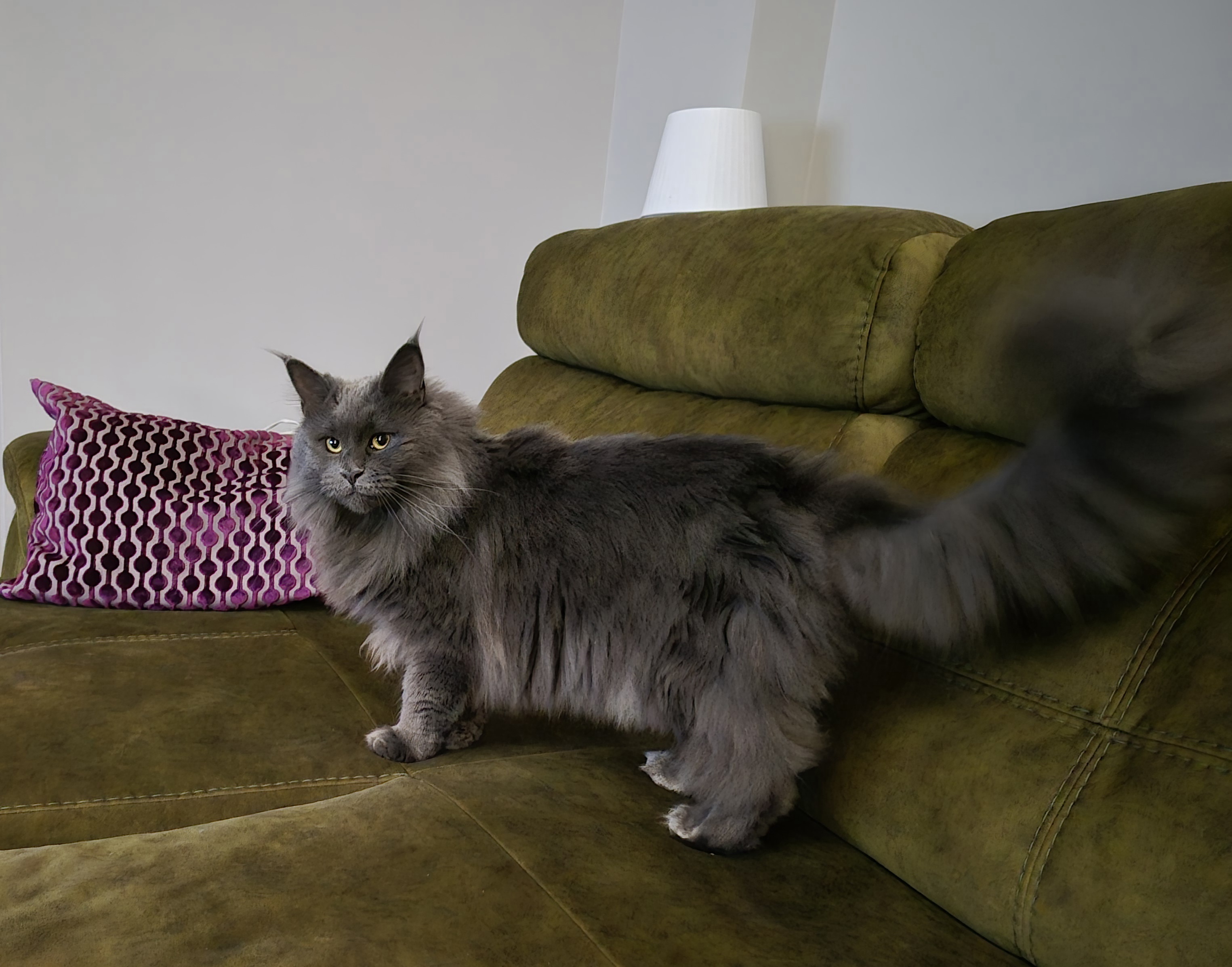 Фото питомца: кошка Хайди — хозяйка дивана