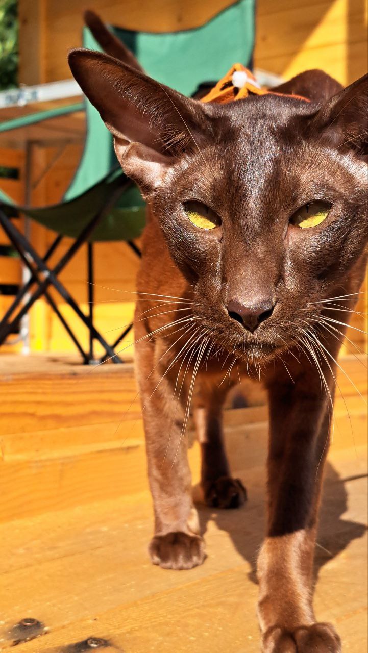 Фото питомца: ориентал Орион гуляет на даче