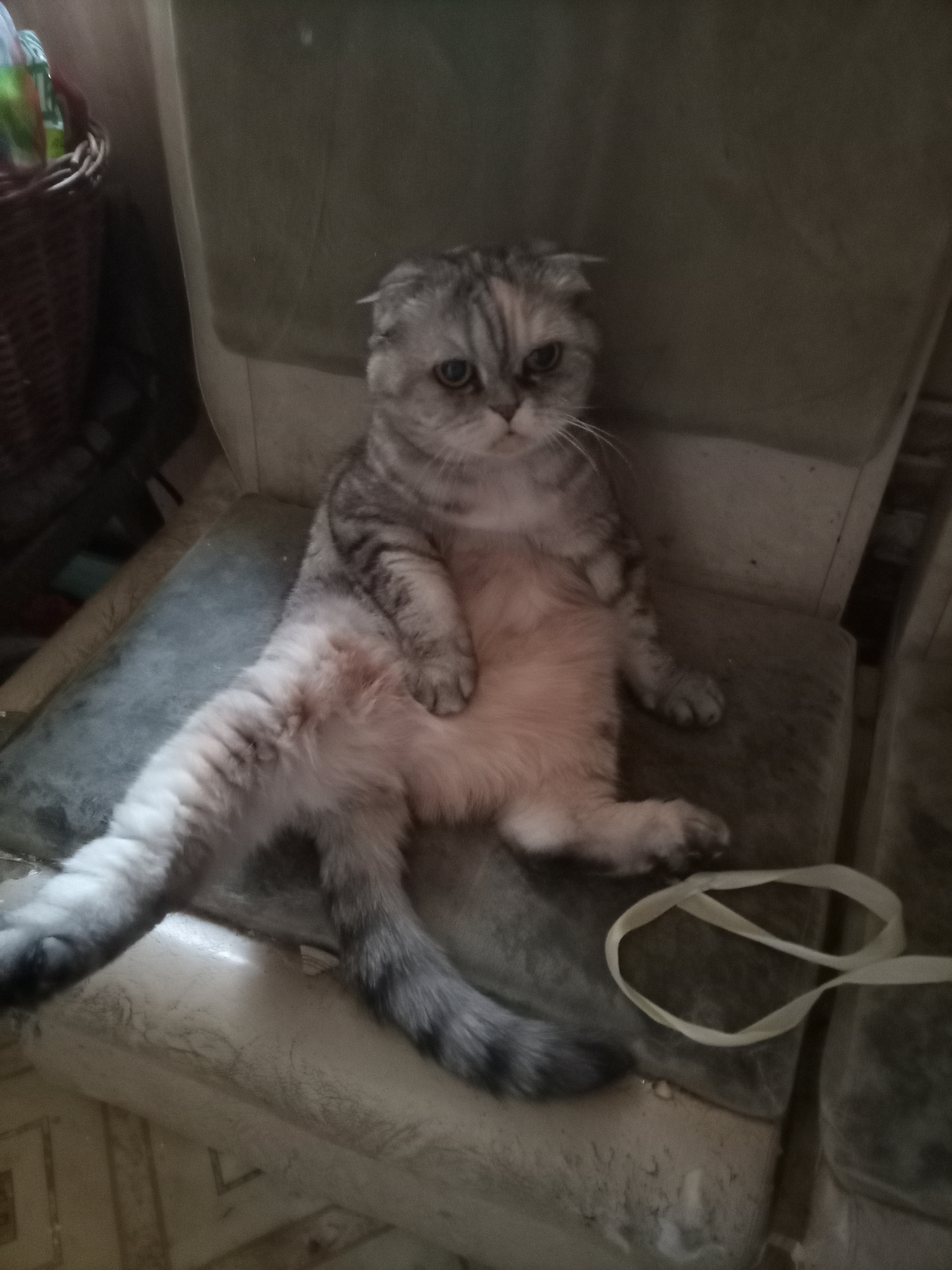 Фото питомца: довольная кошка Плюша