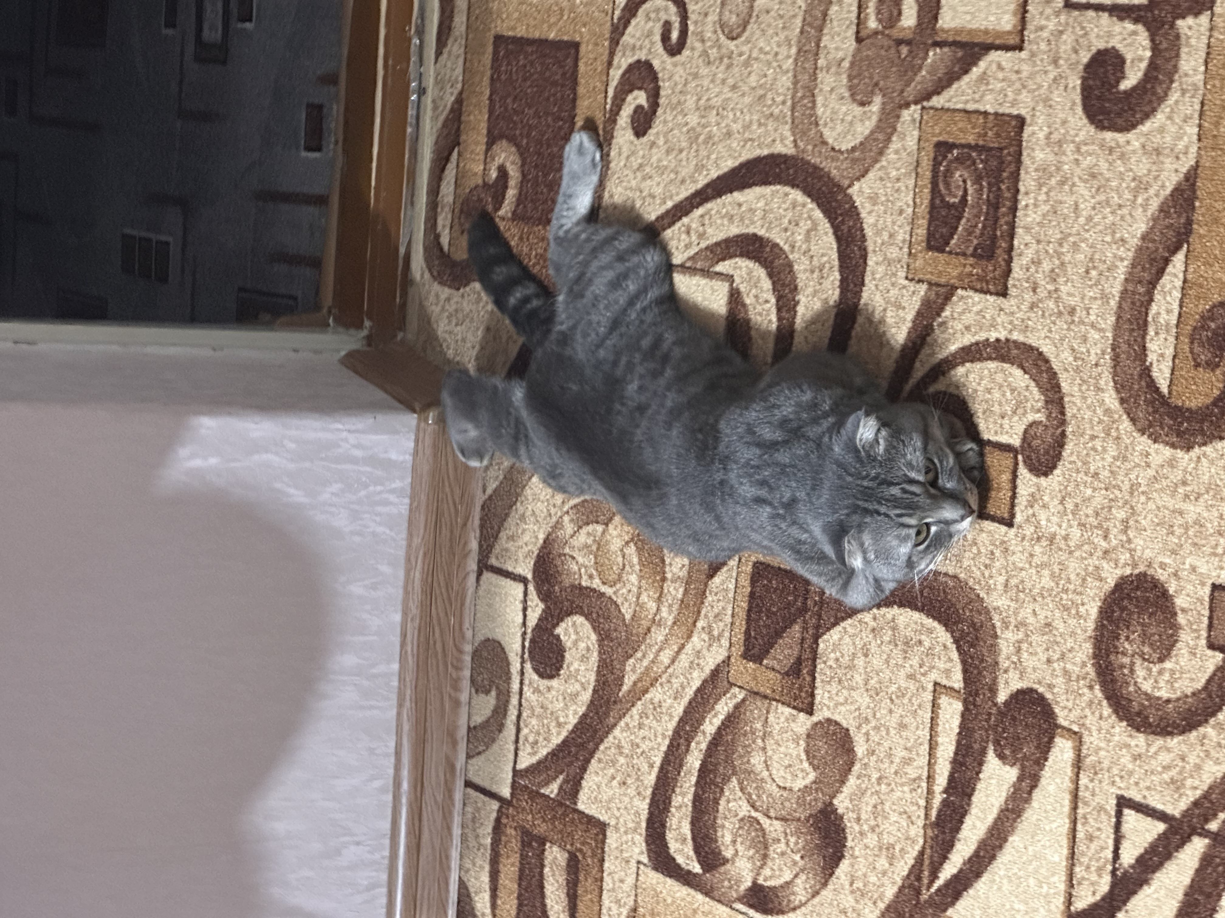 Фото питомца: кот Боня отдыхает