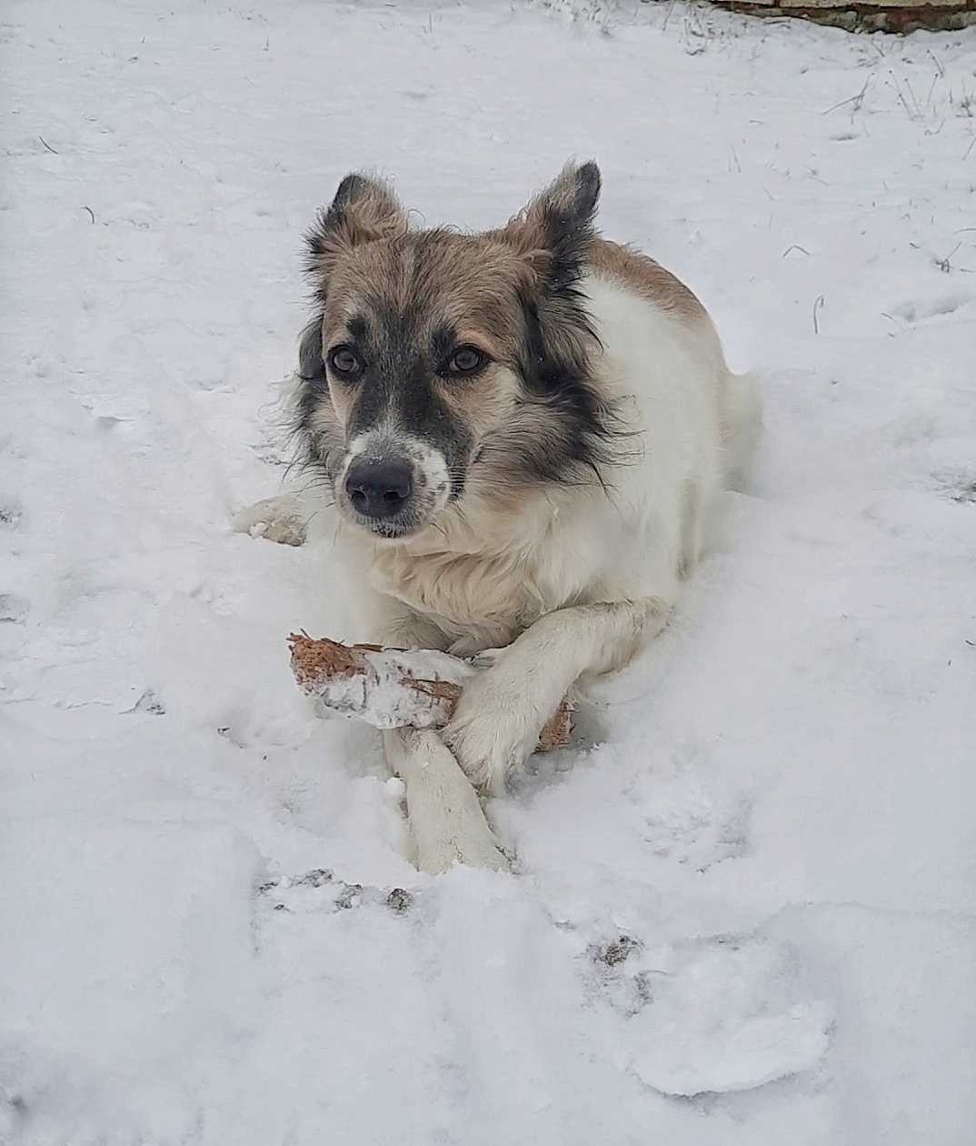 Фото питомца: пес Грей с любимой игрушкой