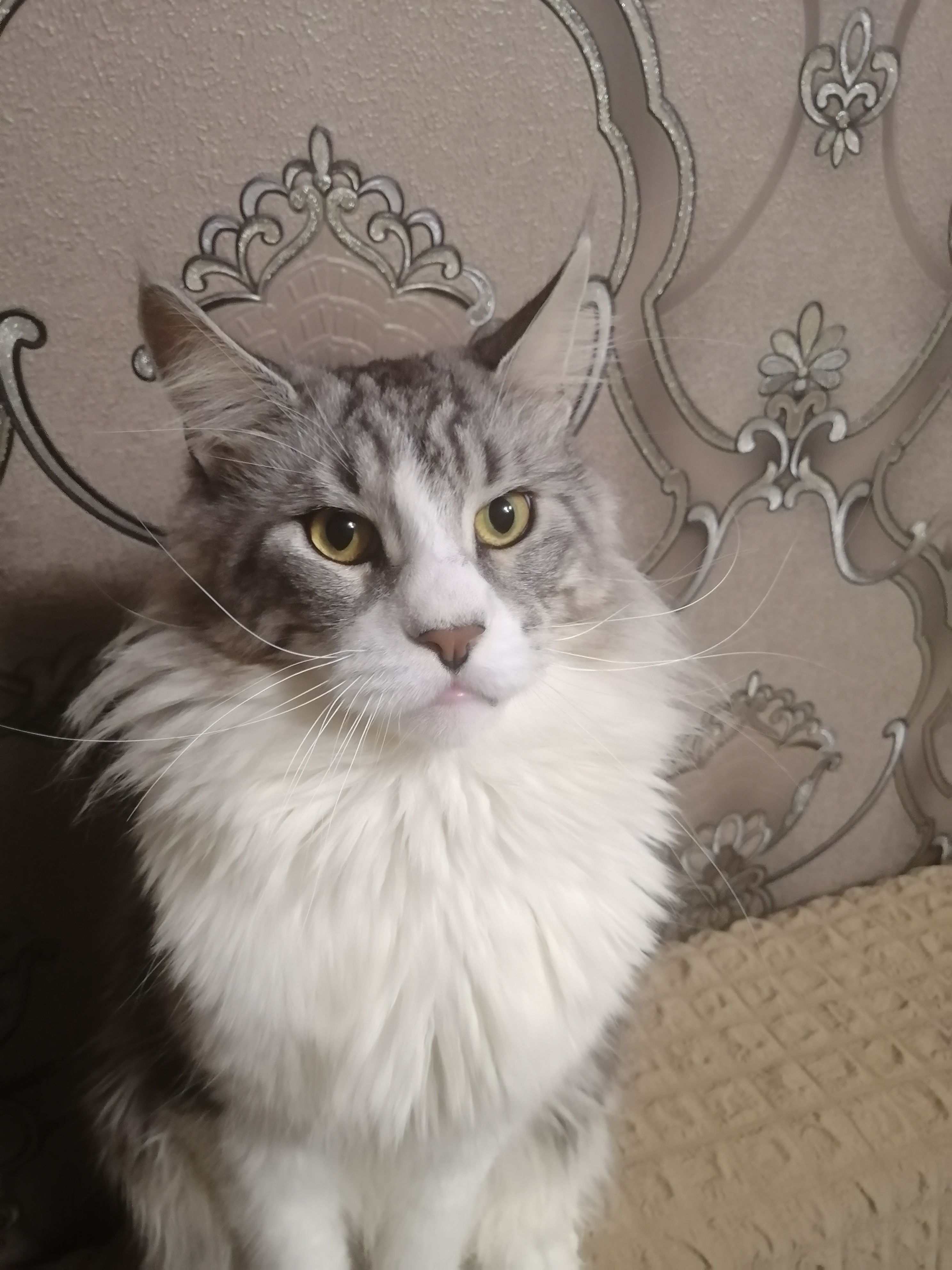 Фото питомца: кот Локи чем-то недоволен