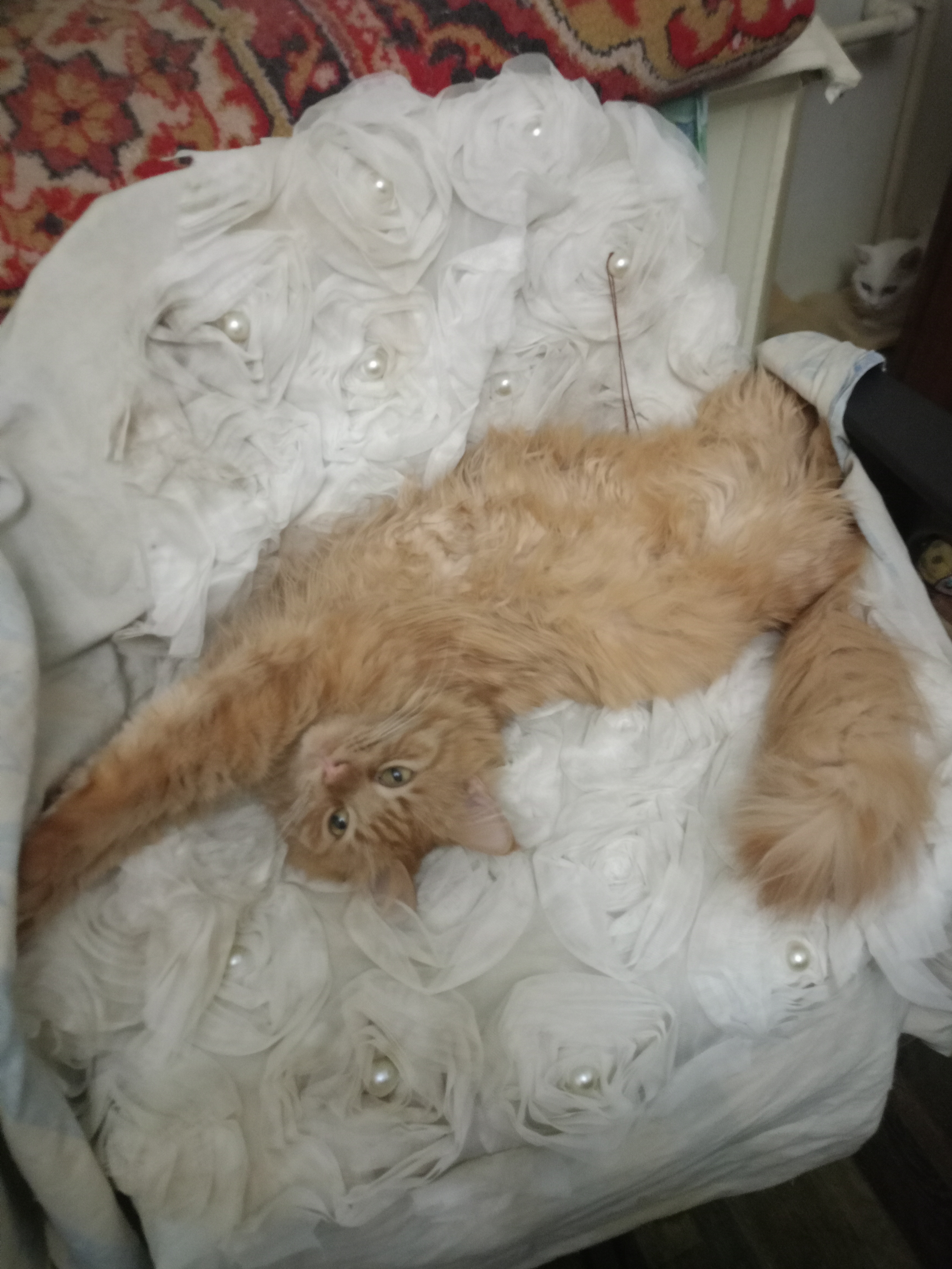 Фото питомца: у кошки Маргоши тихий час