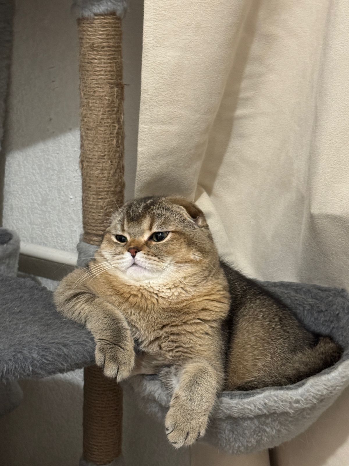 Фото питомца: величественный кот Сима отдыхает