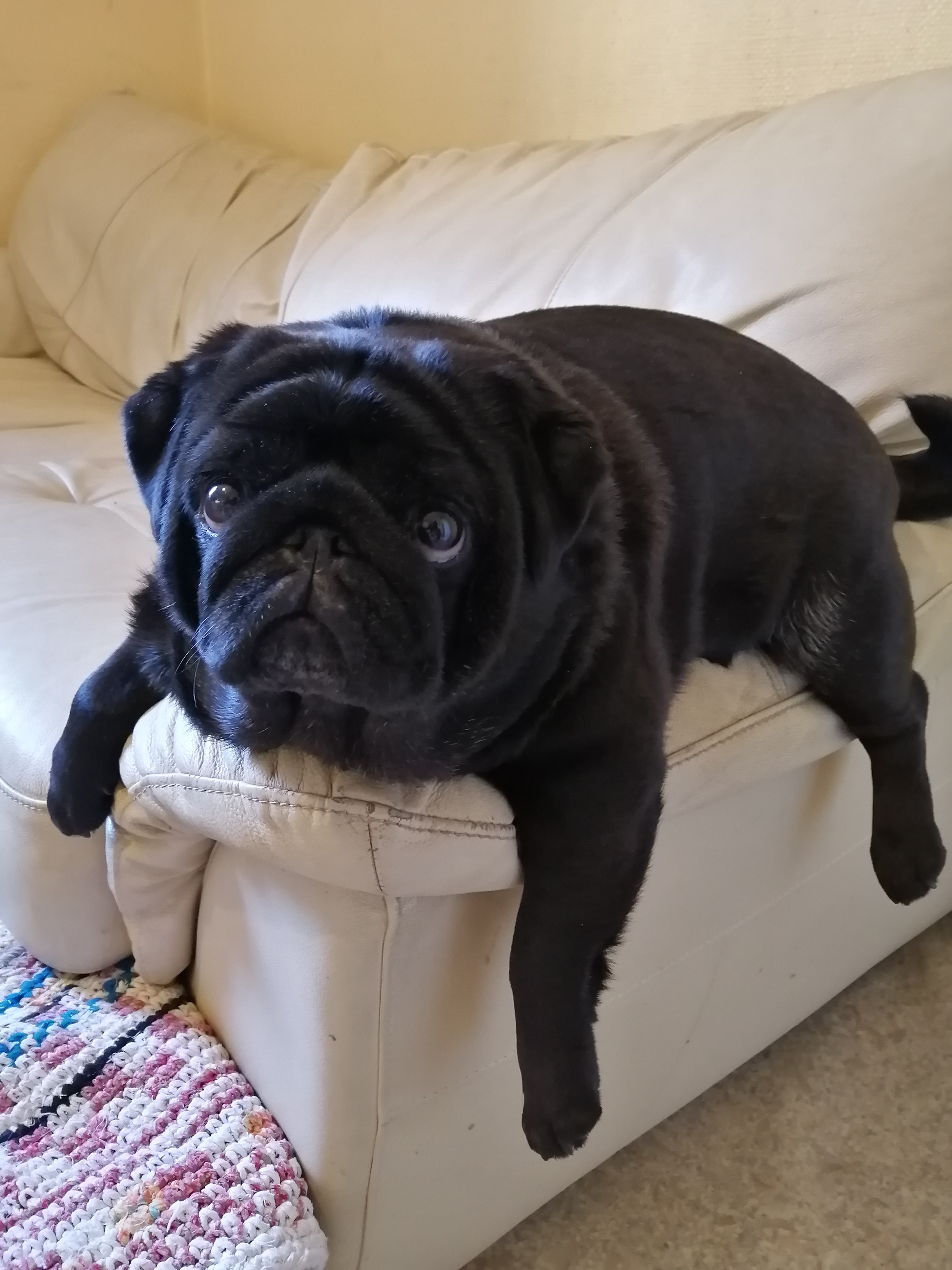 Фото питомца: мопс Ива ждет вкусняшки