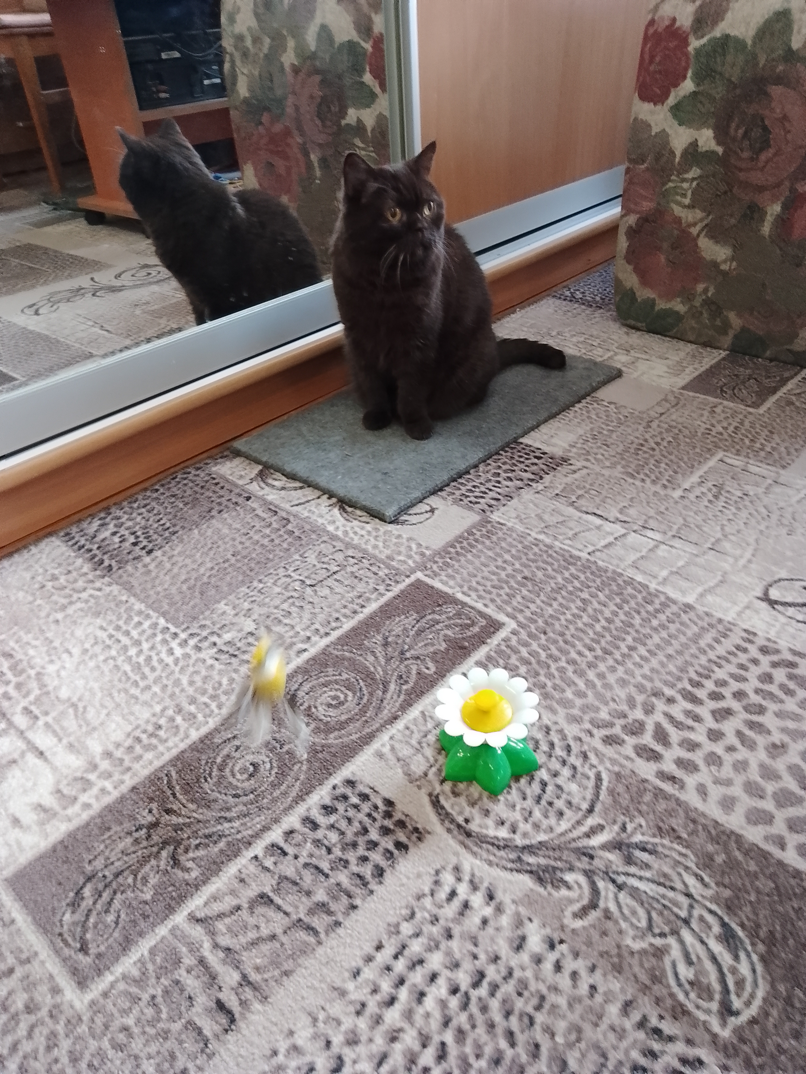 Фото питомца: кот Лансик охотится на птичку