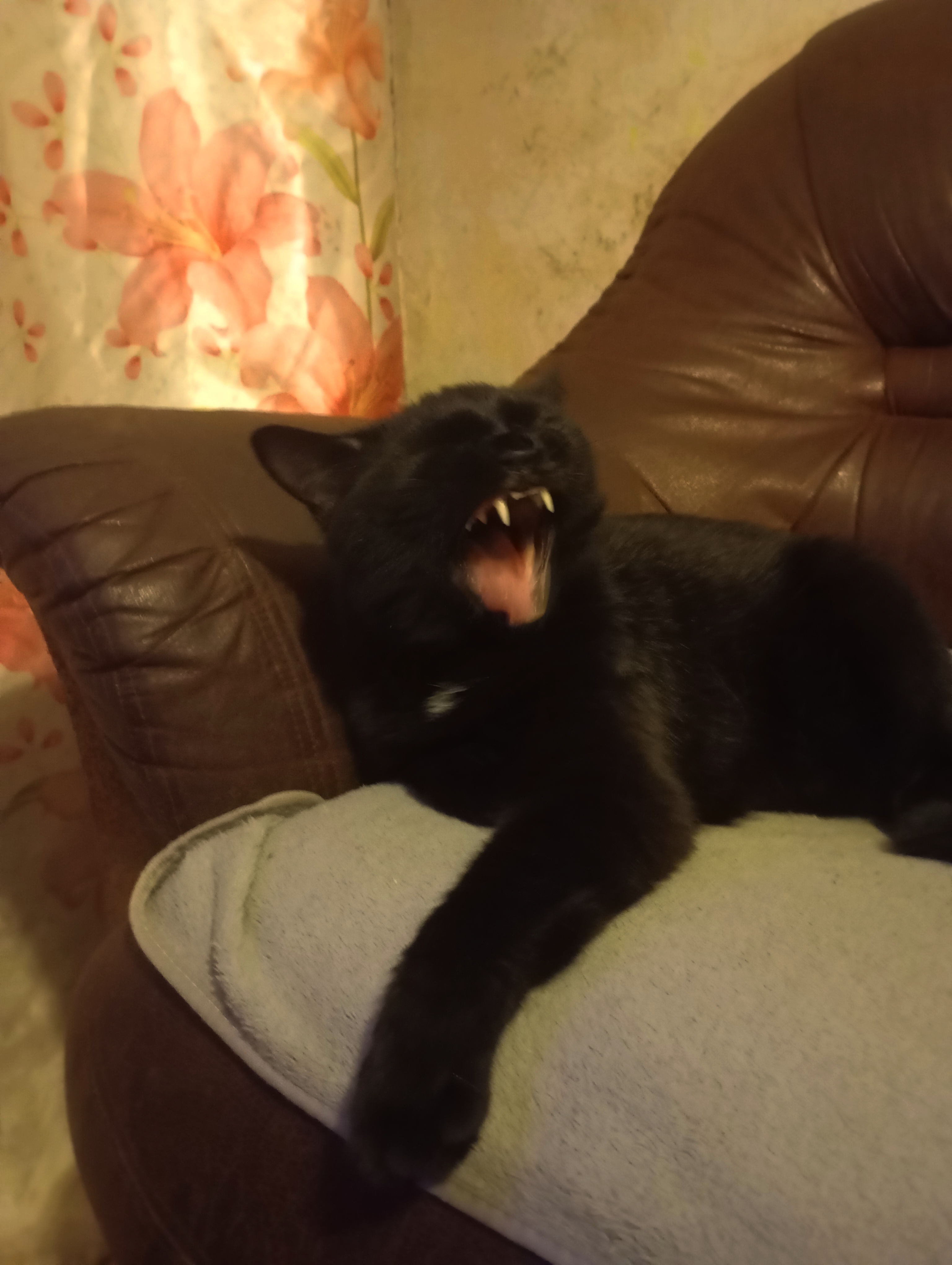 Фото питомца: коту Амусевичу годик