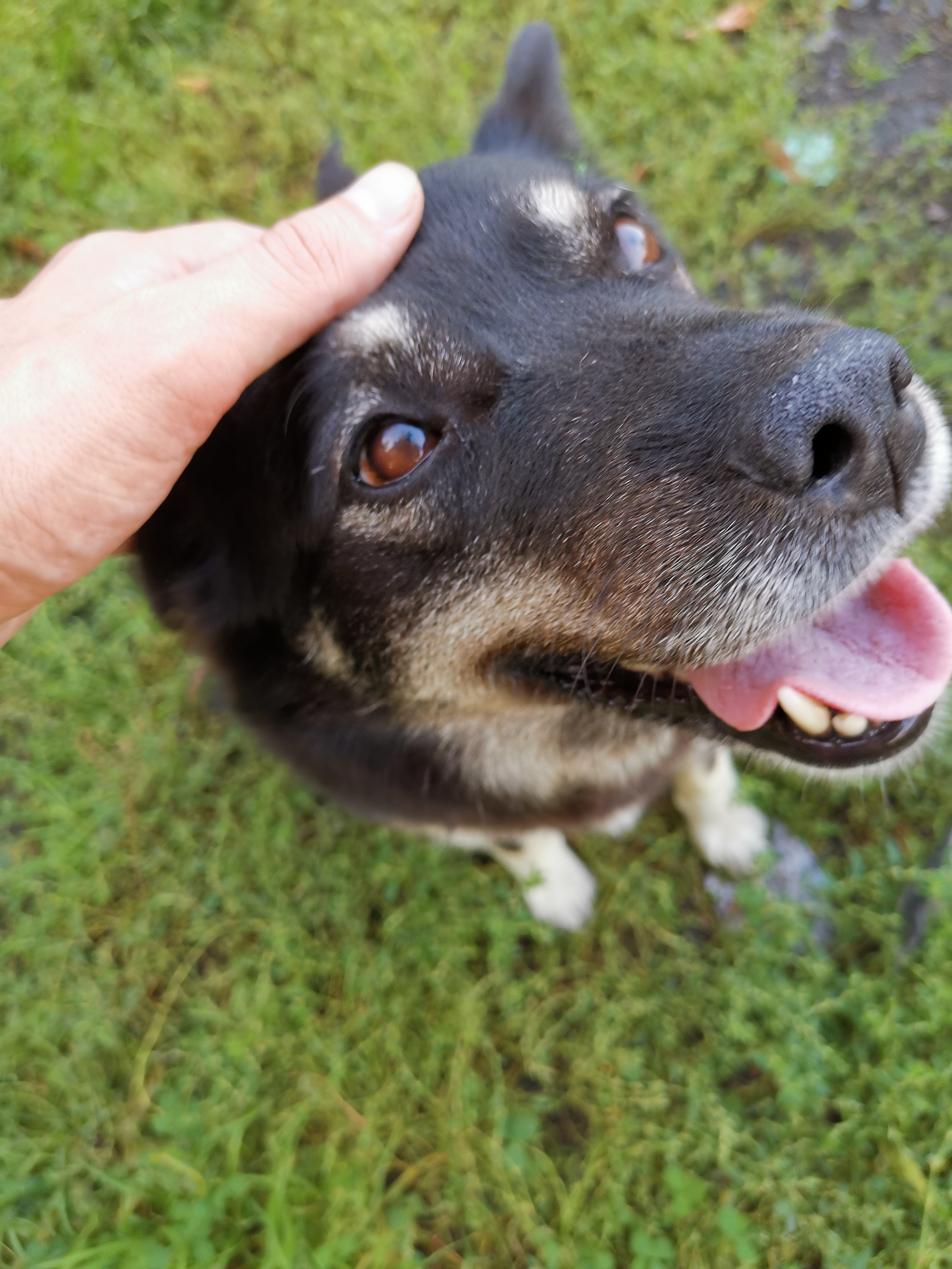 Фото питомца: собака Лапа наслаждается пенсией