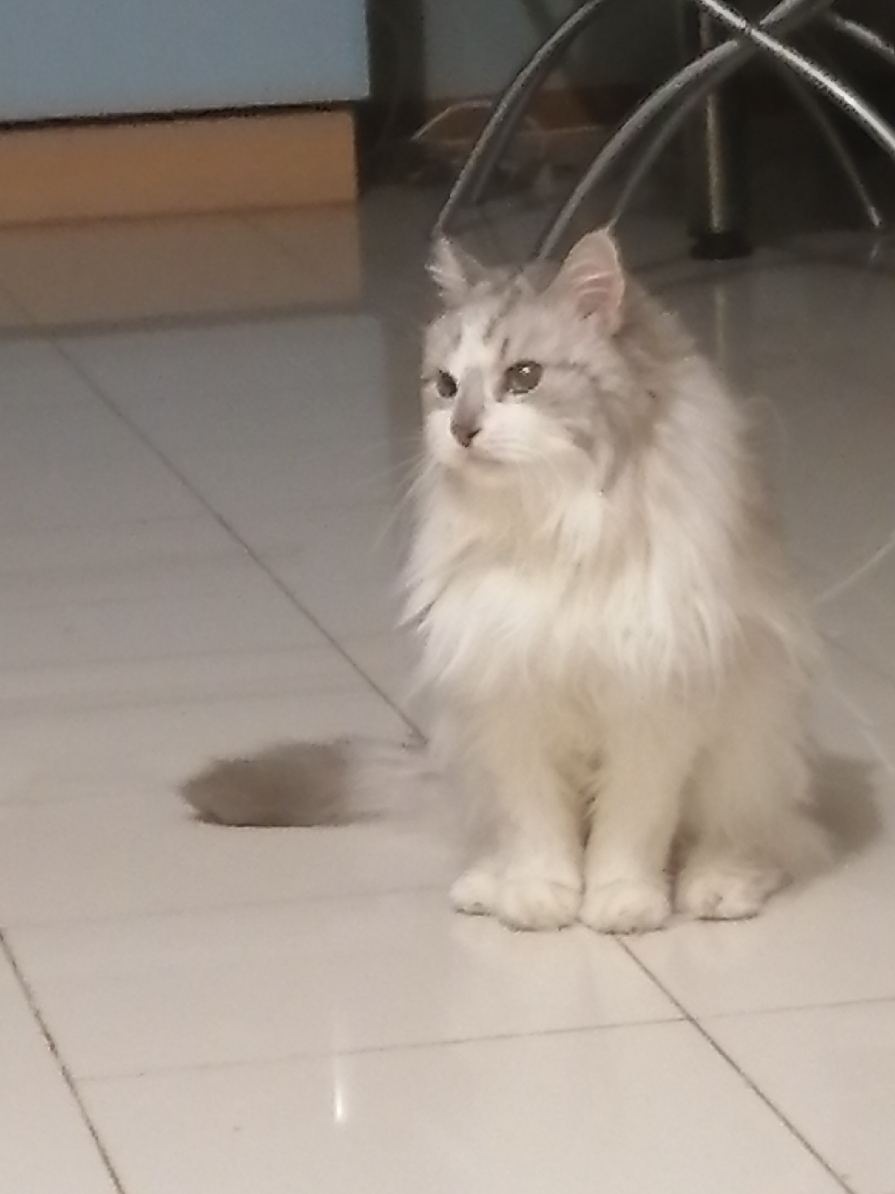 Фото питомца: кот Пушок