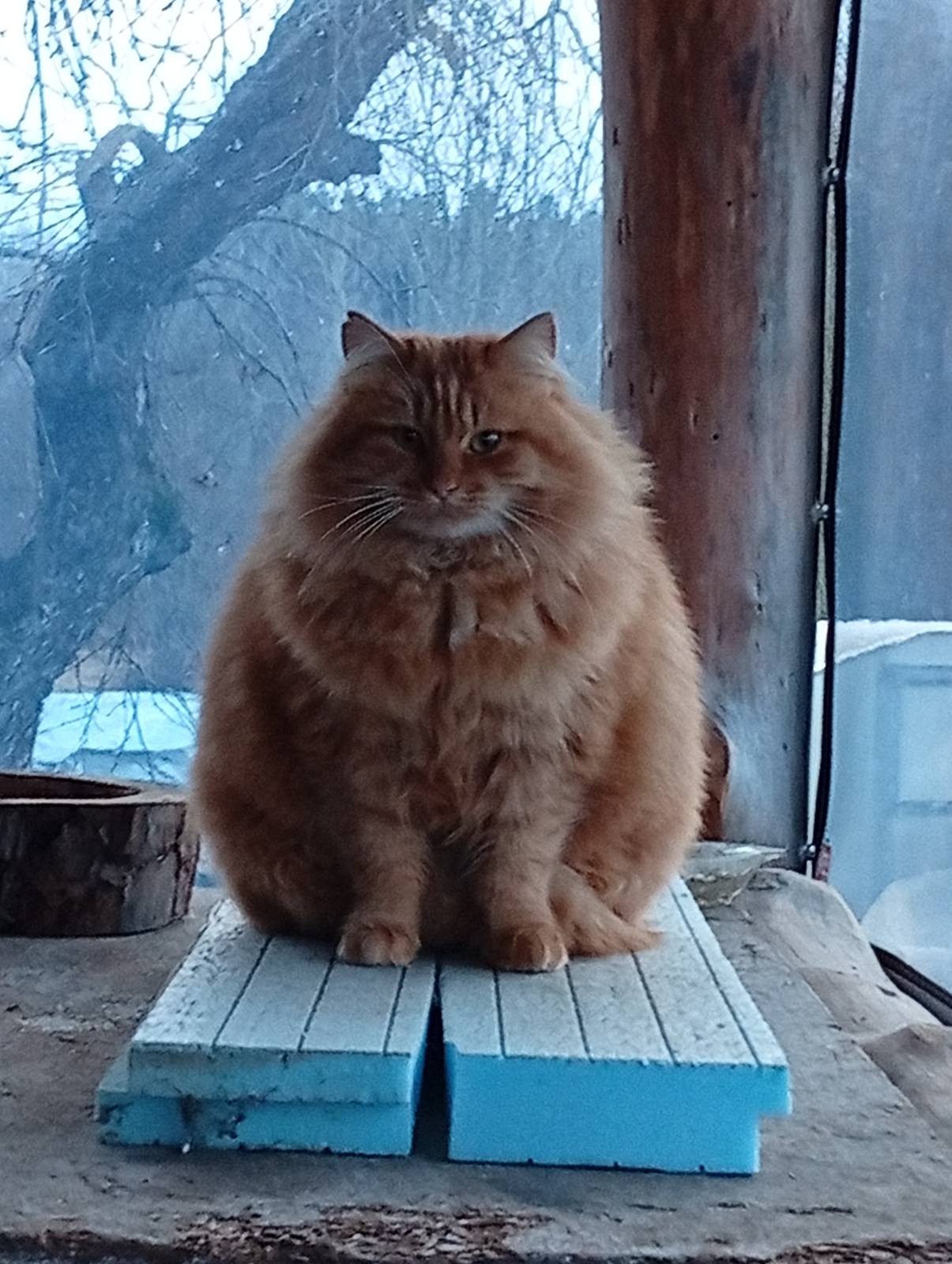 Фото питомца: кошка желает доброго утра