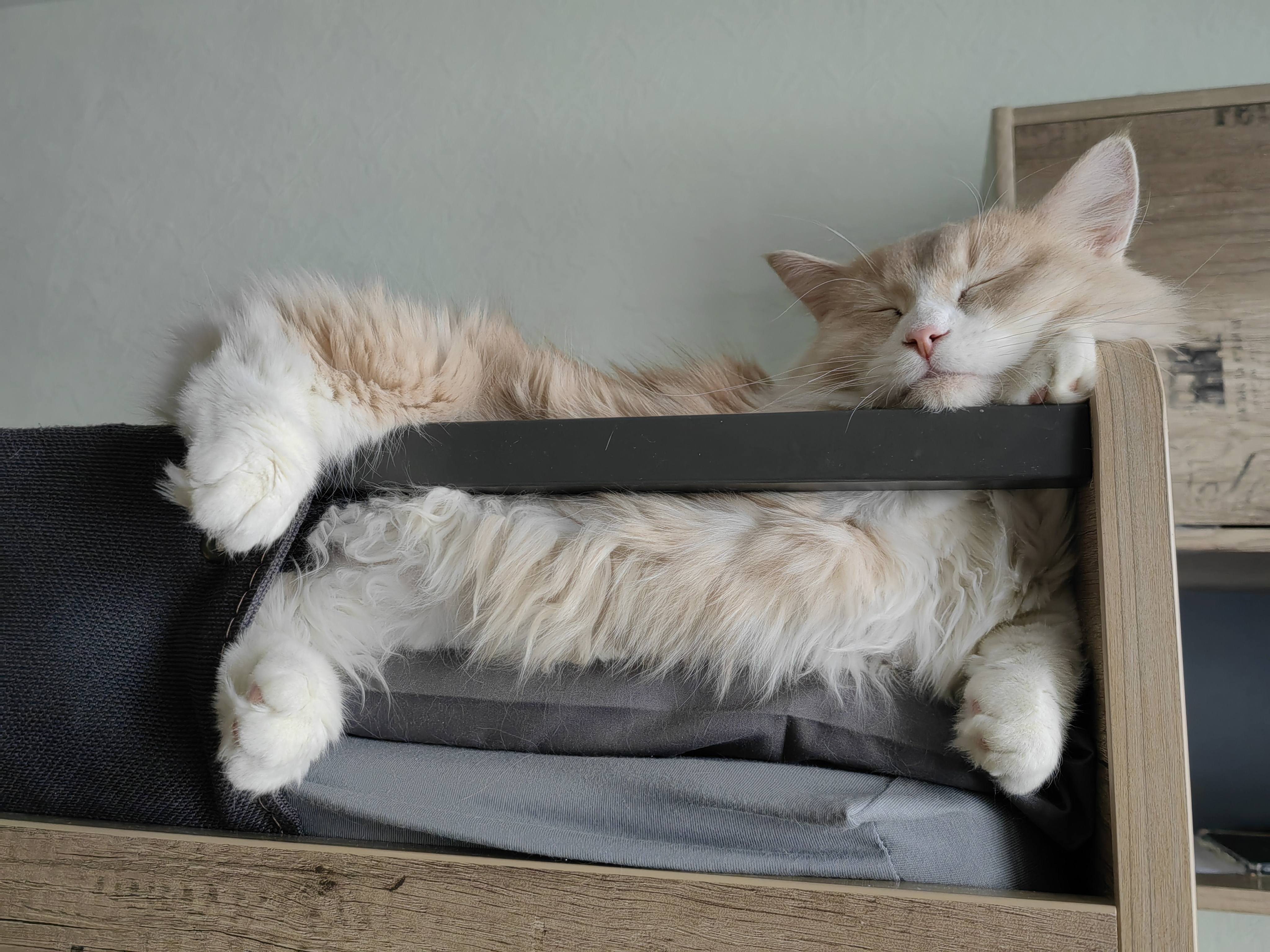 Фото питомца: кот Манюша так любит подремать, что ему везде хорошо