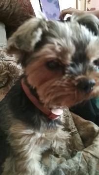 Фото питомца: пес Чарли позирует