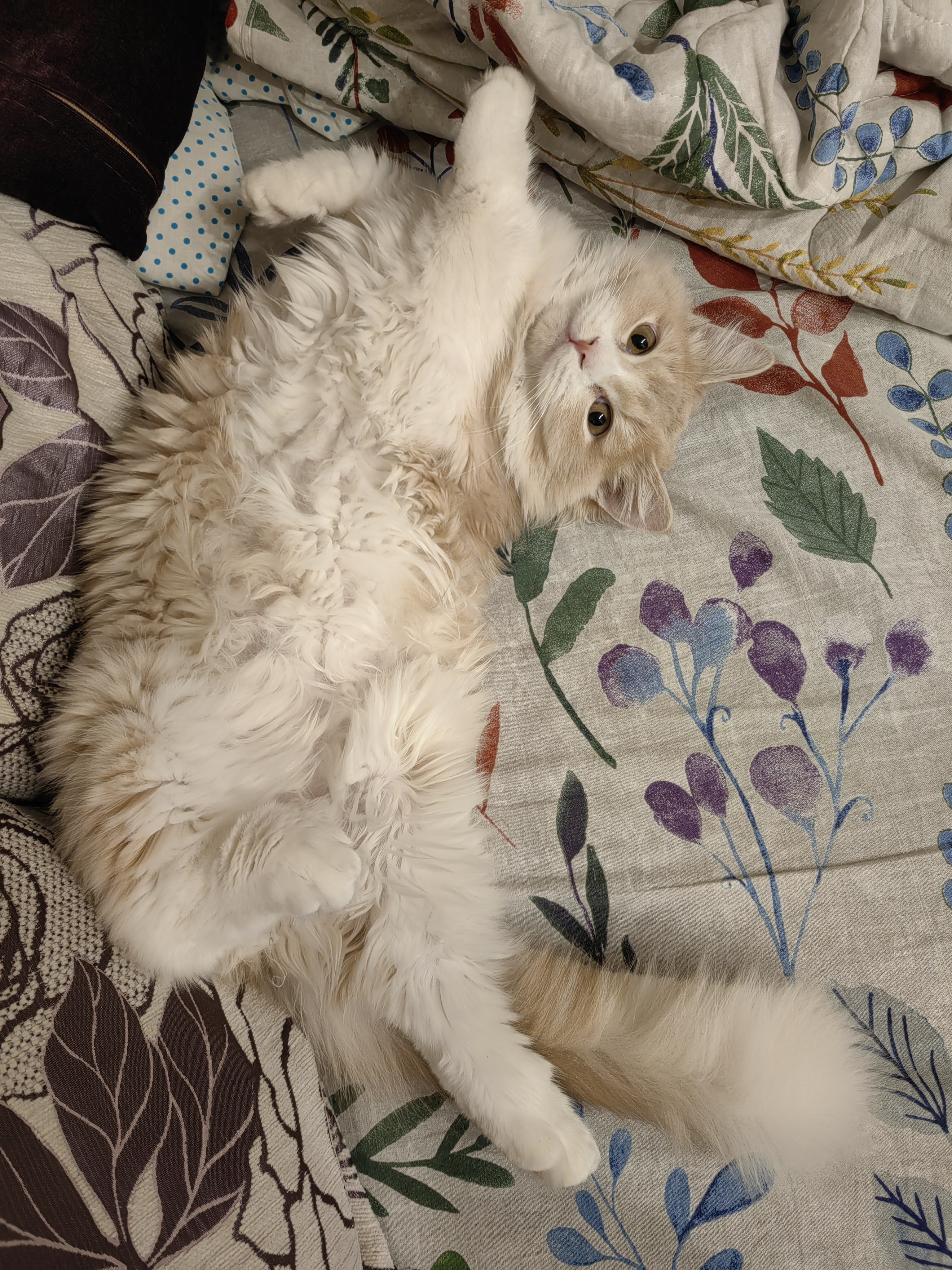 Фото питомца: кот Манюша ждет, когда ему почешут пузико