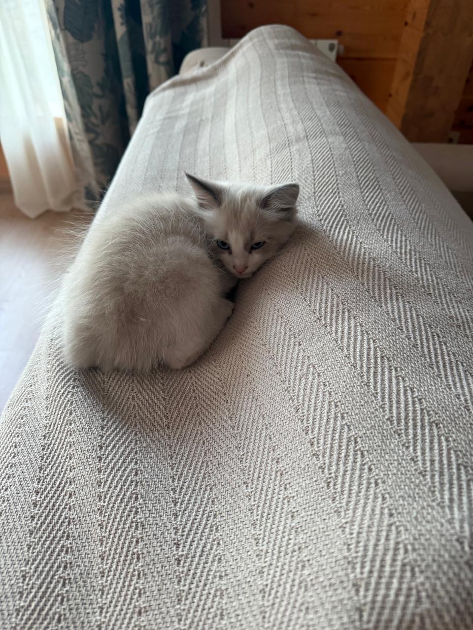Как я хотела взять кошку из приюта и котокафе, но оба раза получила отказ